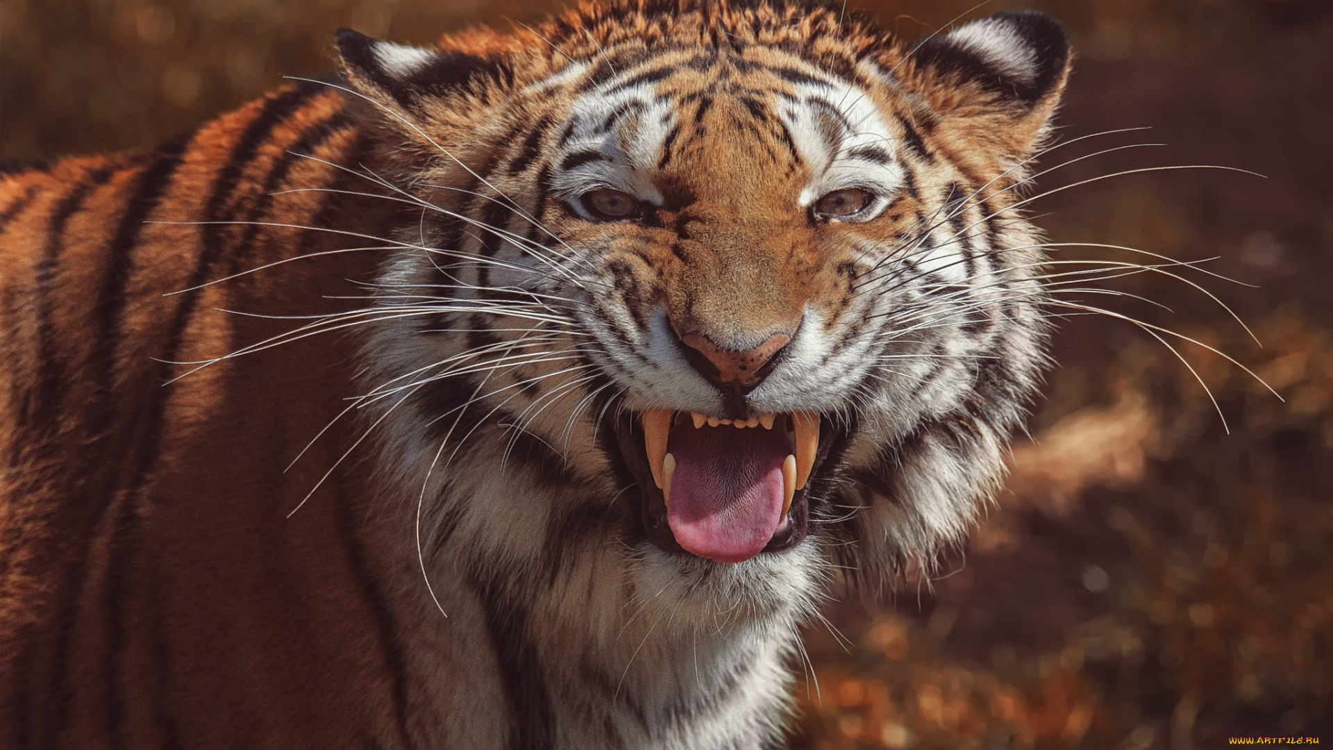 животные, тигры, оскал
