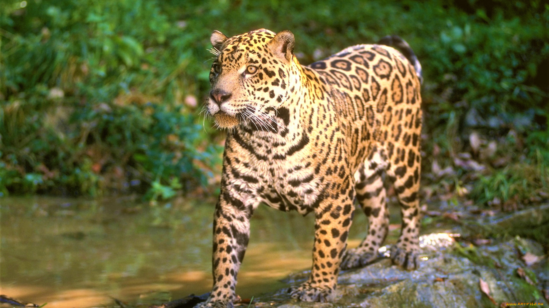 животные, Ягуары, джунгли, ягуар, зверь, хищник