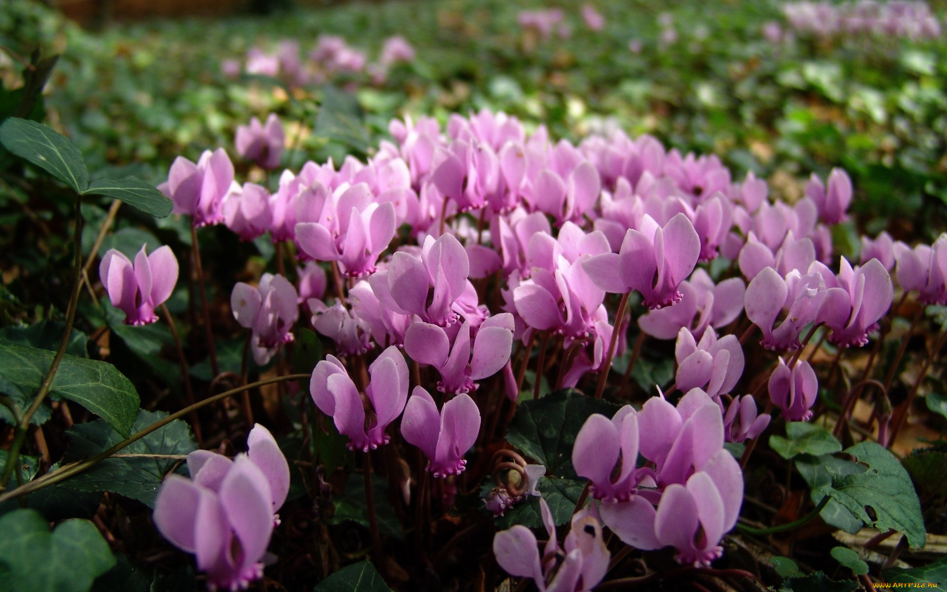 цветы, цикламены, розовый