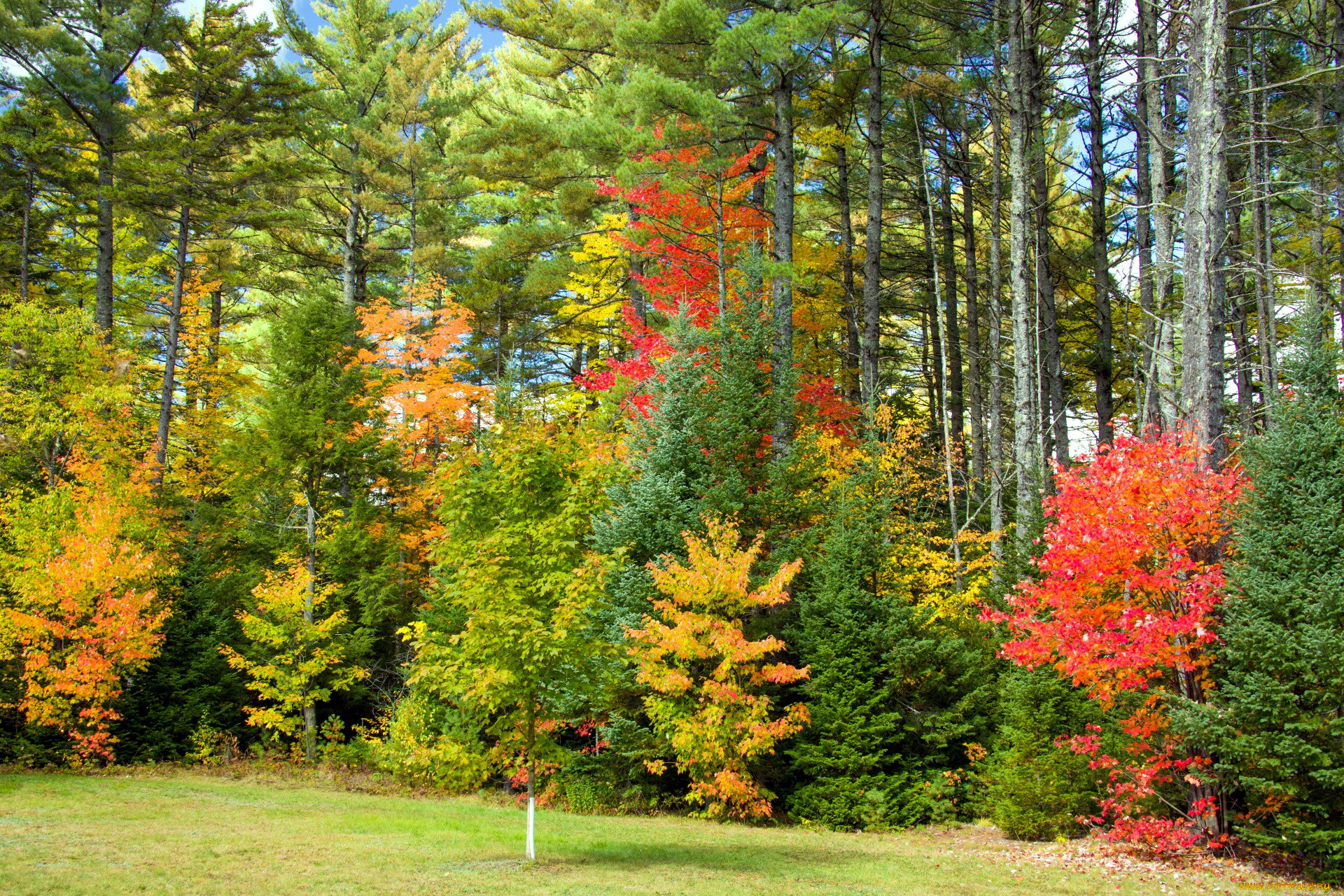 природа, лес, осень, листопад