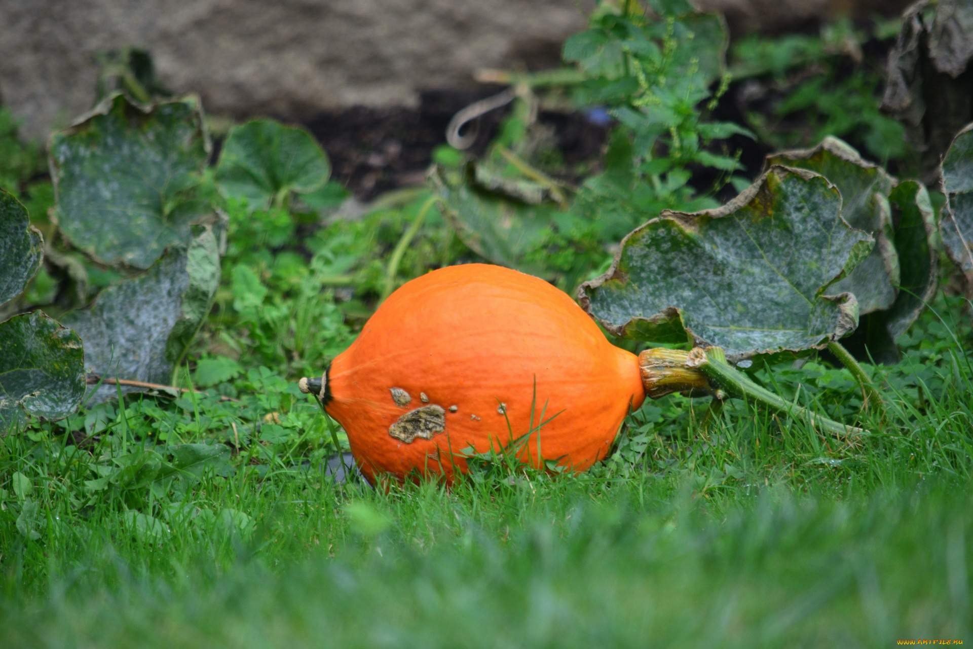 природа, плоды, тыква