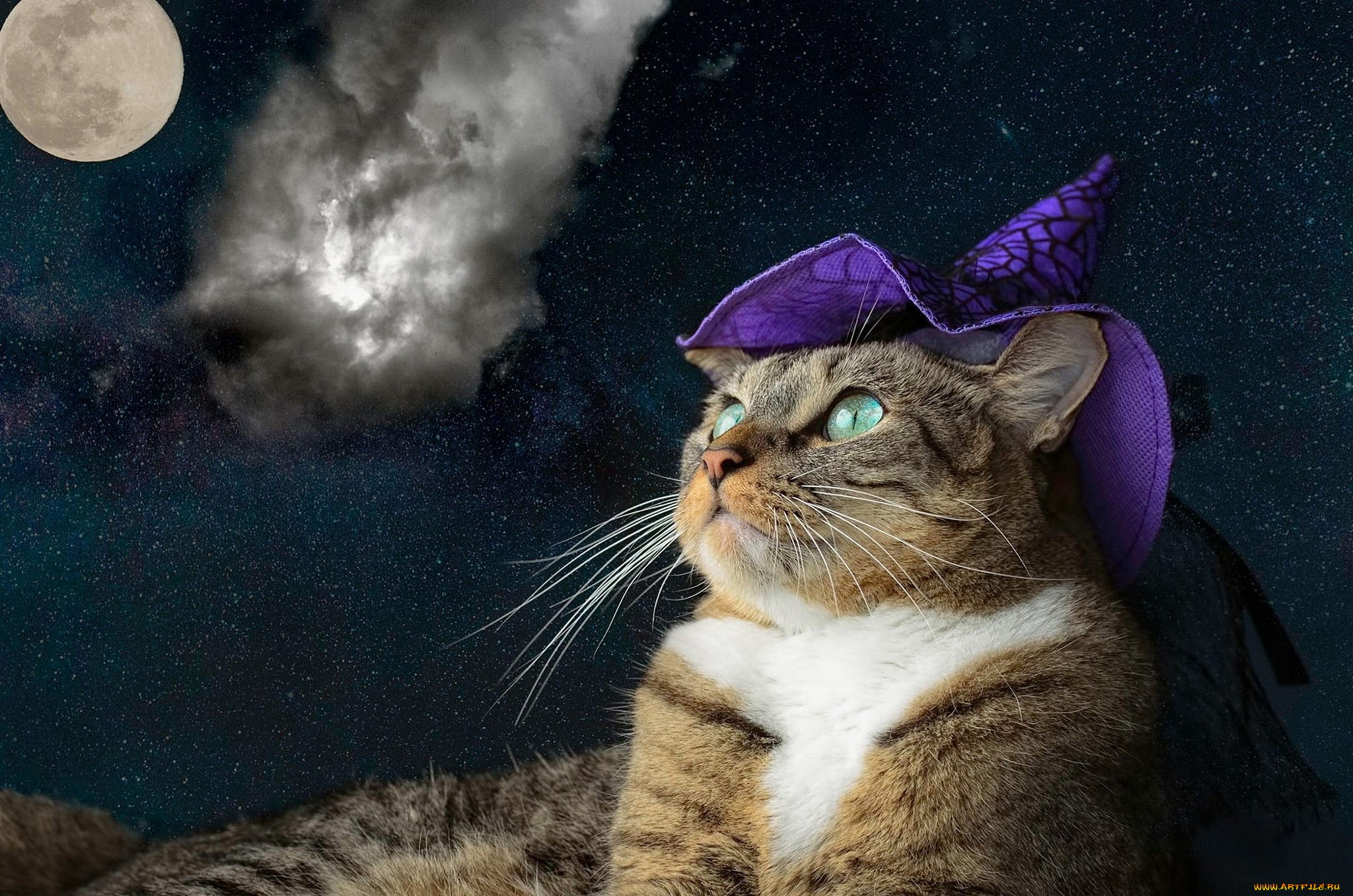 животные, коты, кошка