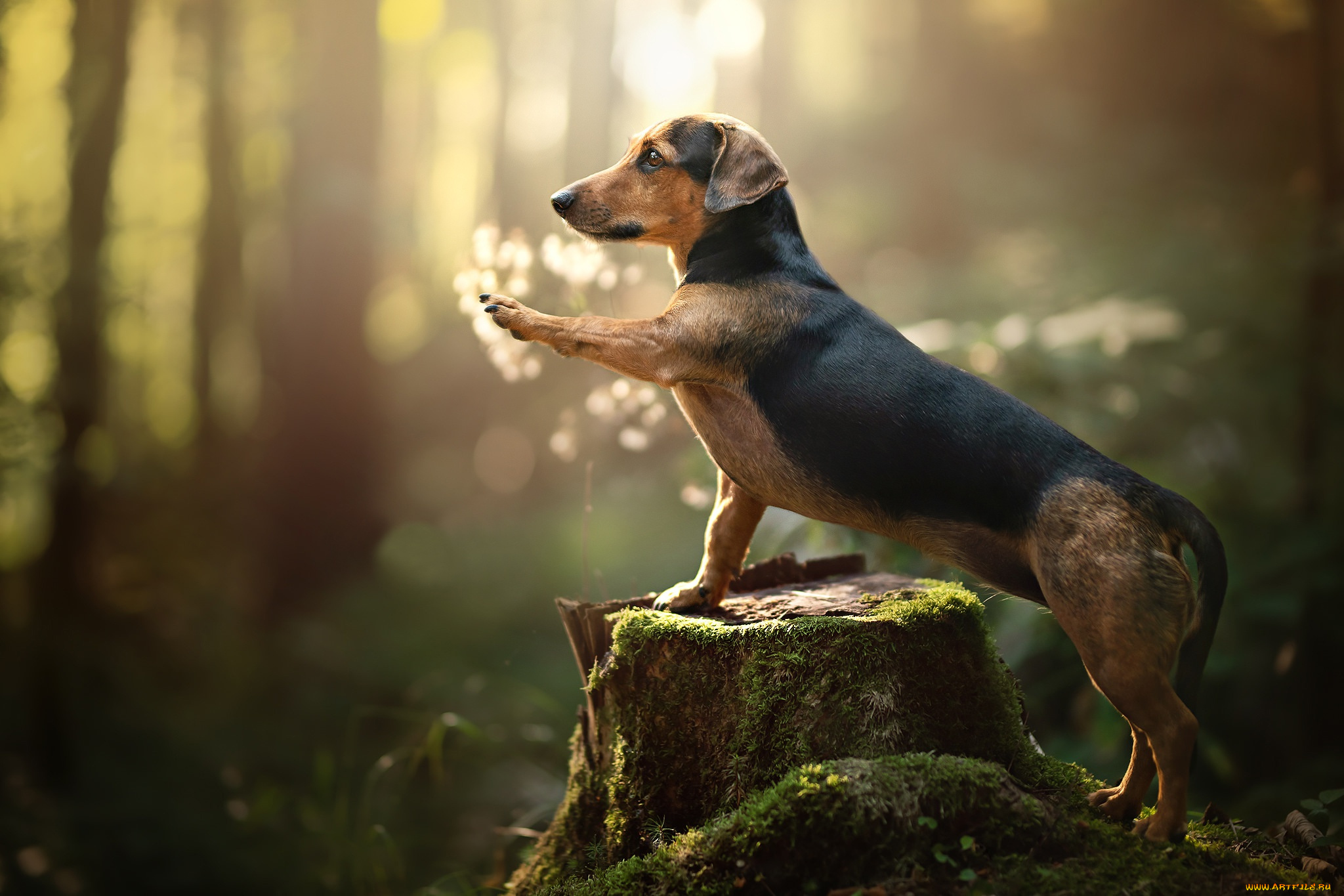 животные, собаки, такса, взгляд, фон, собака