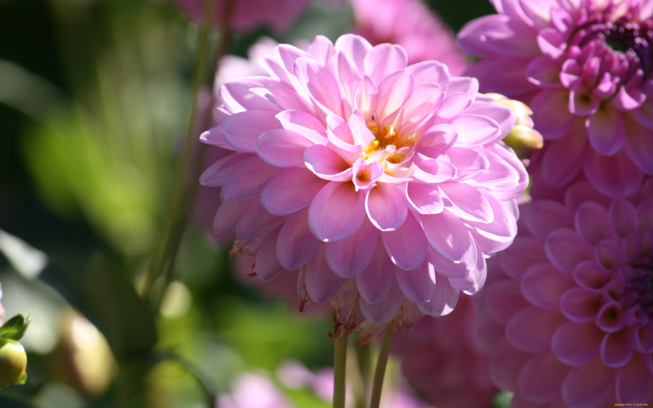 цветы, георгины, dahlias