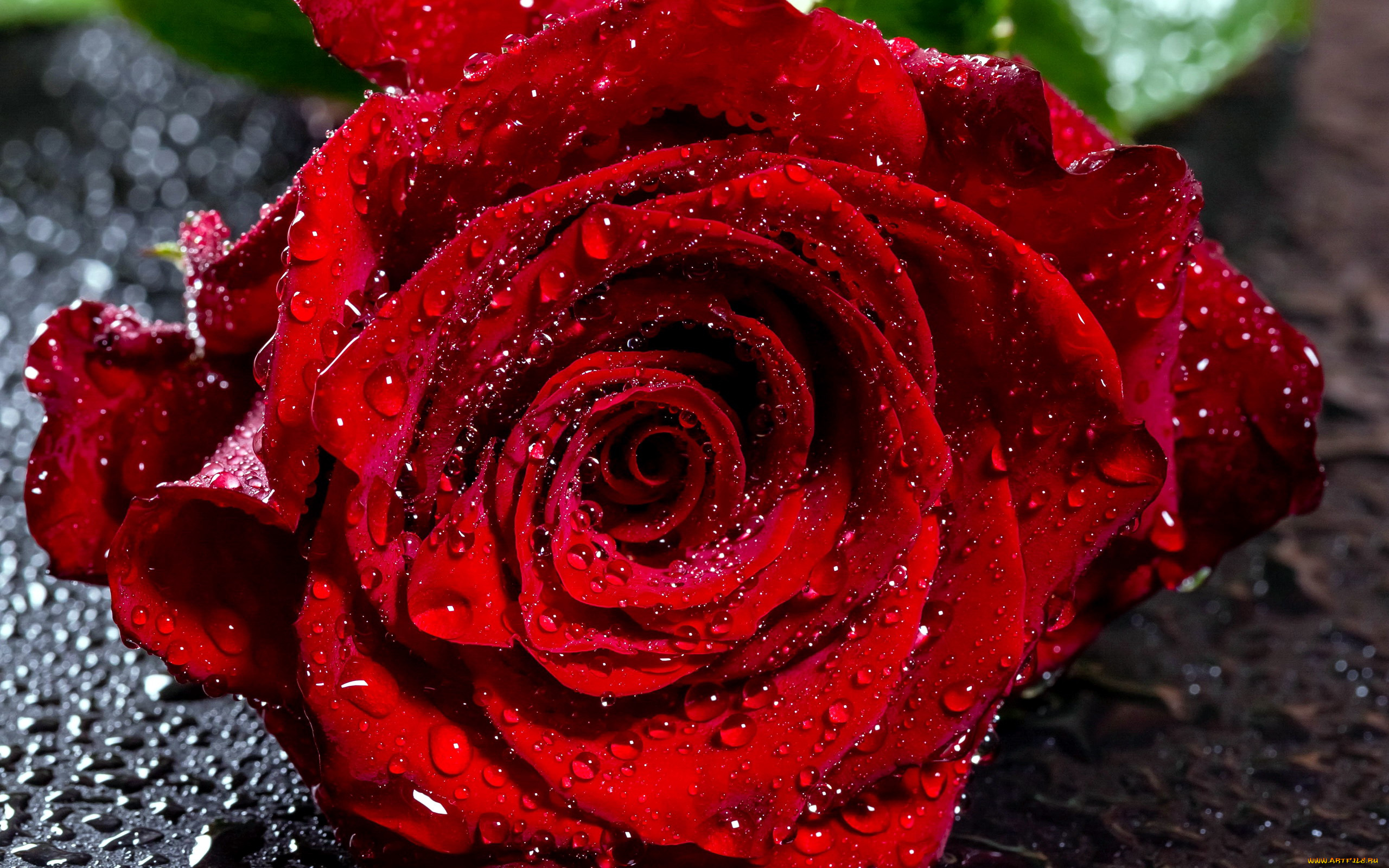 цветы, розы, алый