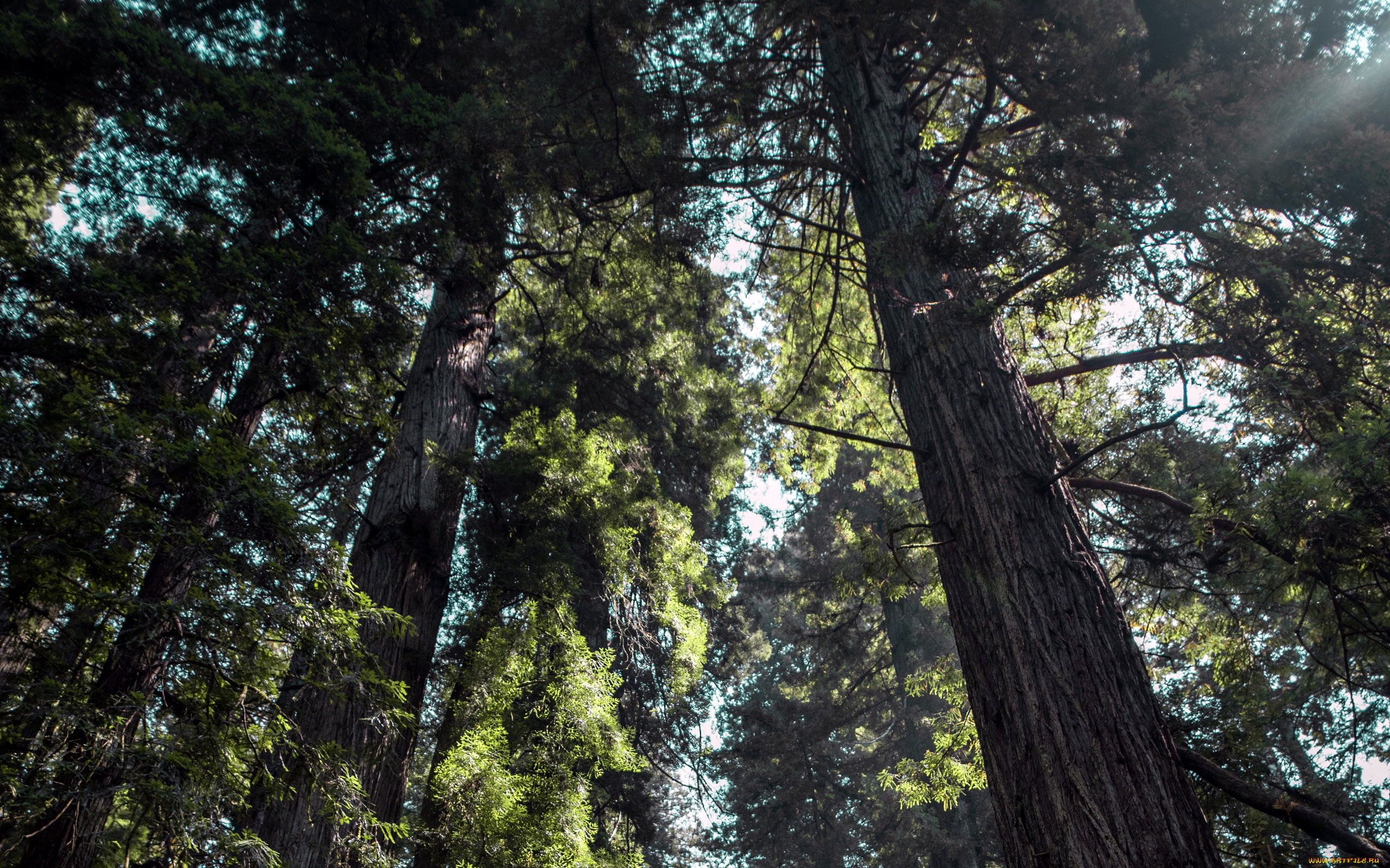 природа, деревья, сосны