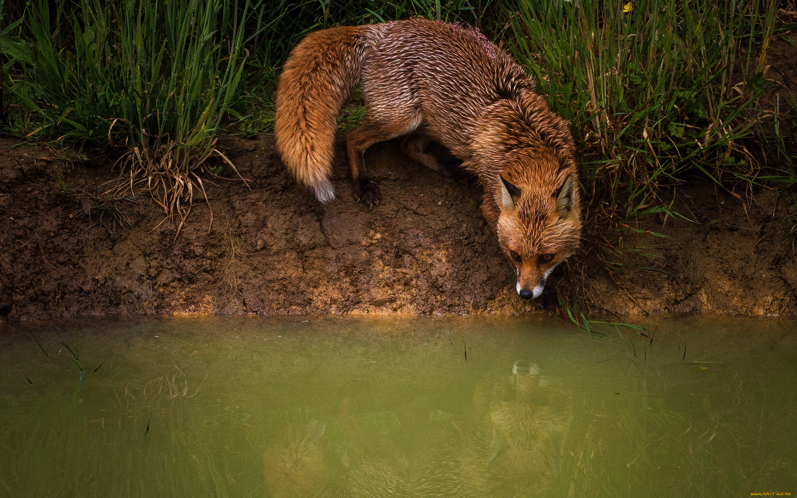 животные, лисы, рыжая