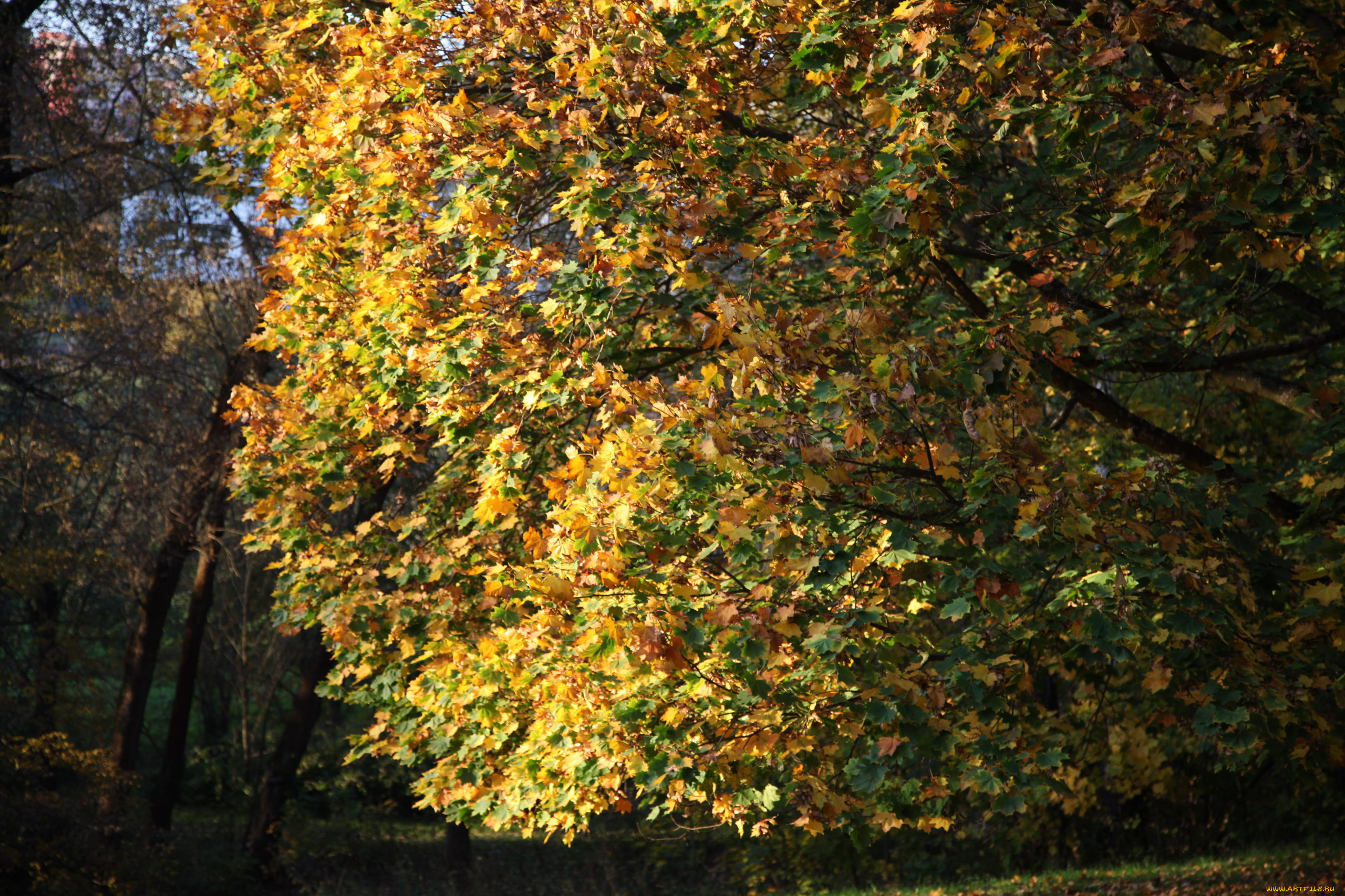 природа, деревья, дерево