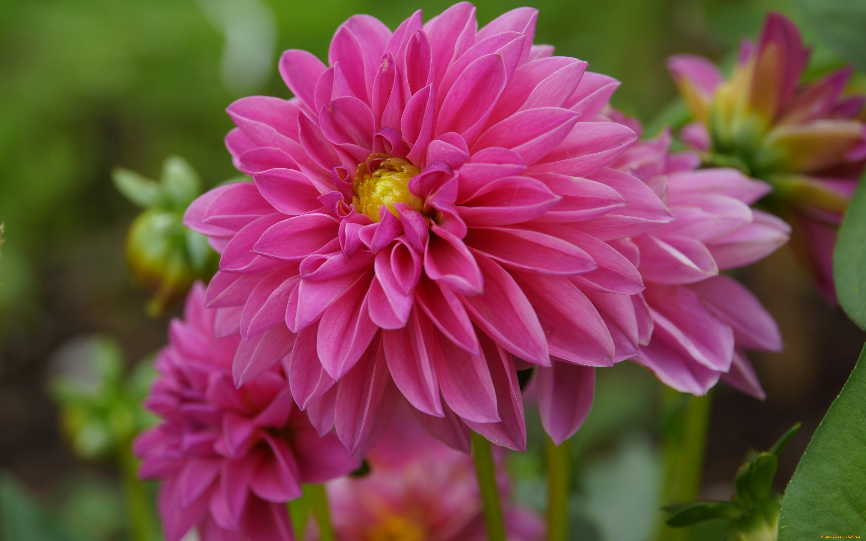 цветы, георгины, pink, flower