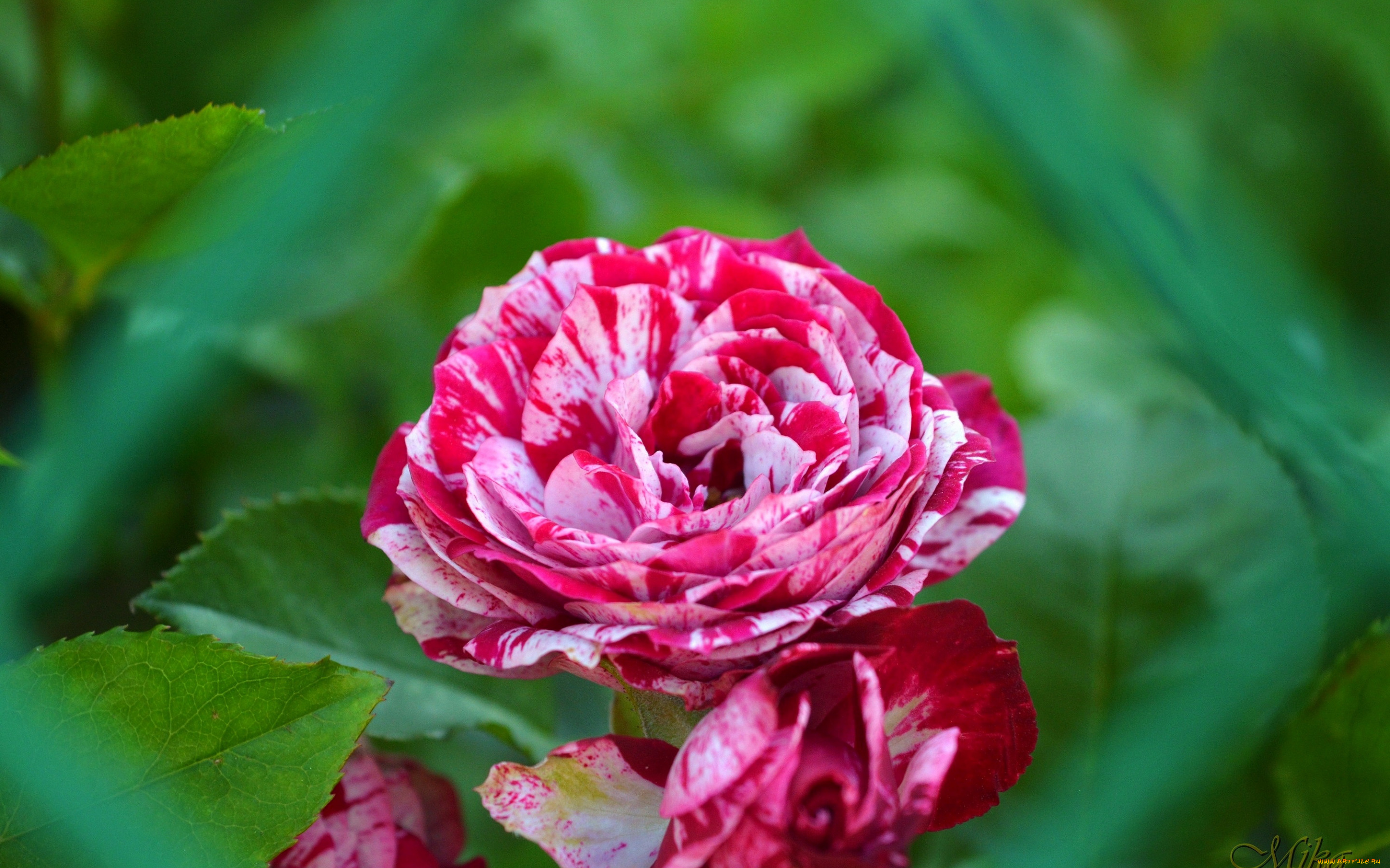 цветы, розы, roses