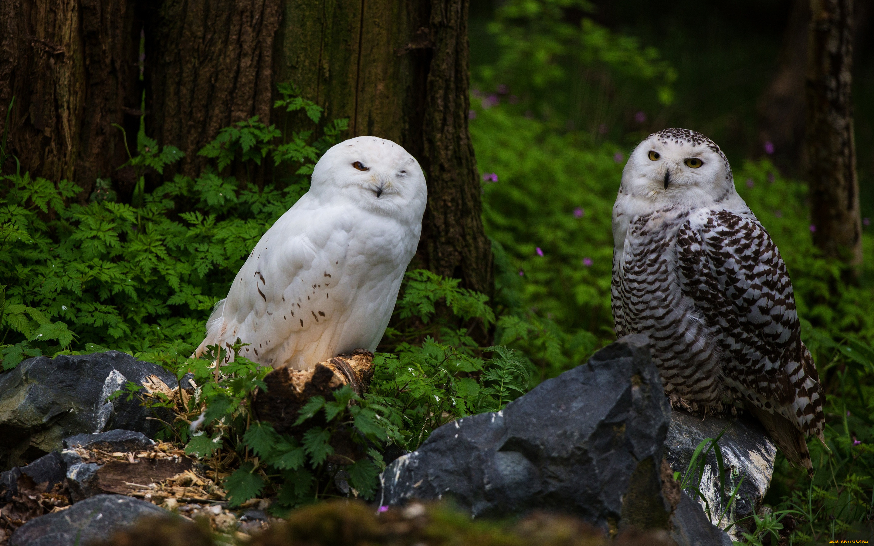 животные, совы, две