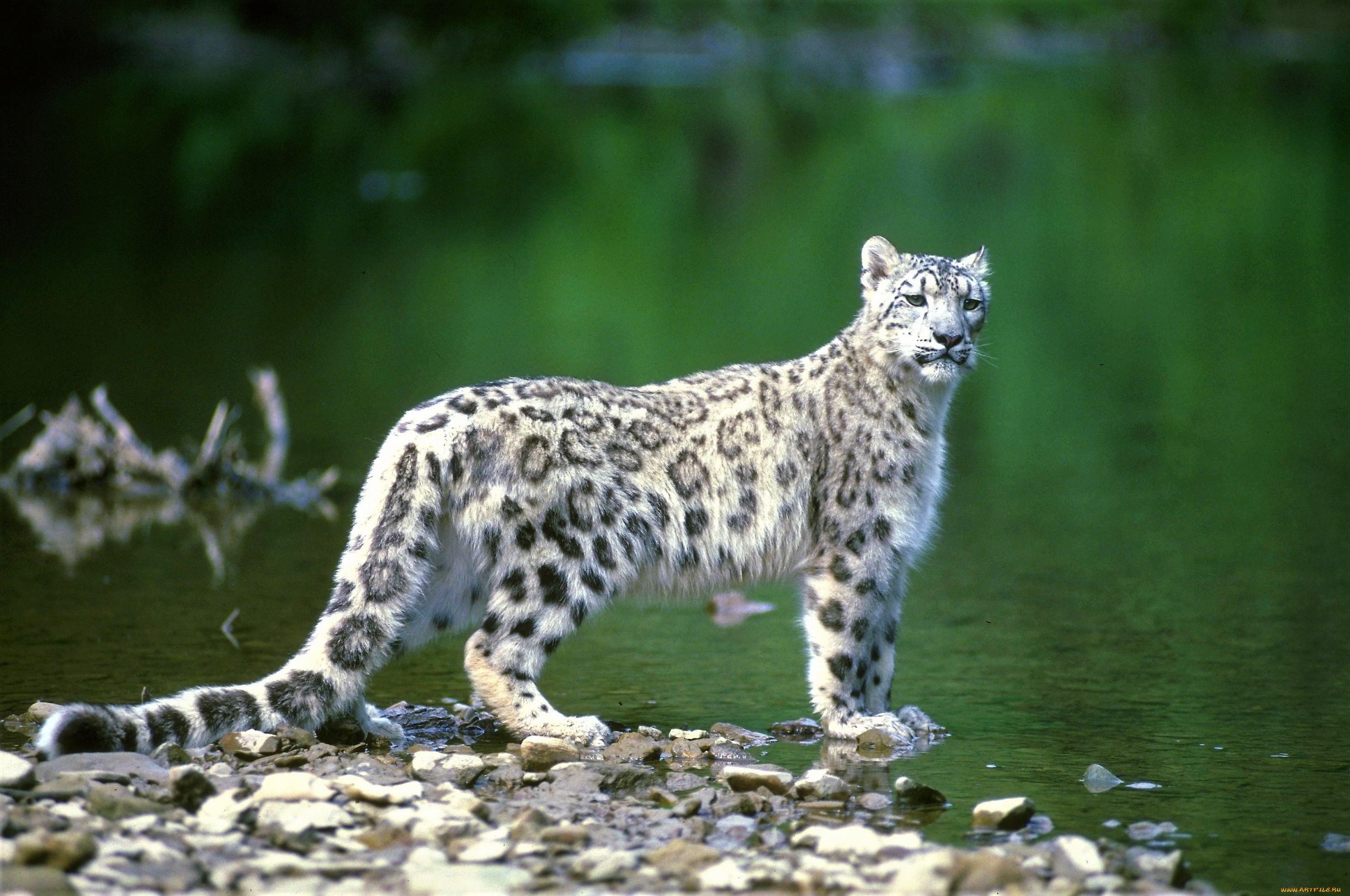 животные, снежный, барс, , ирбис, берег, барс, озеро, камни