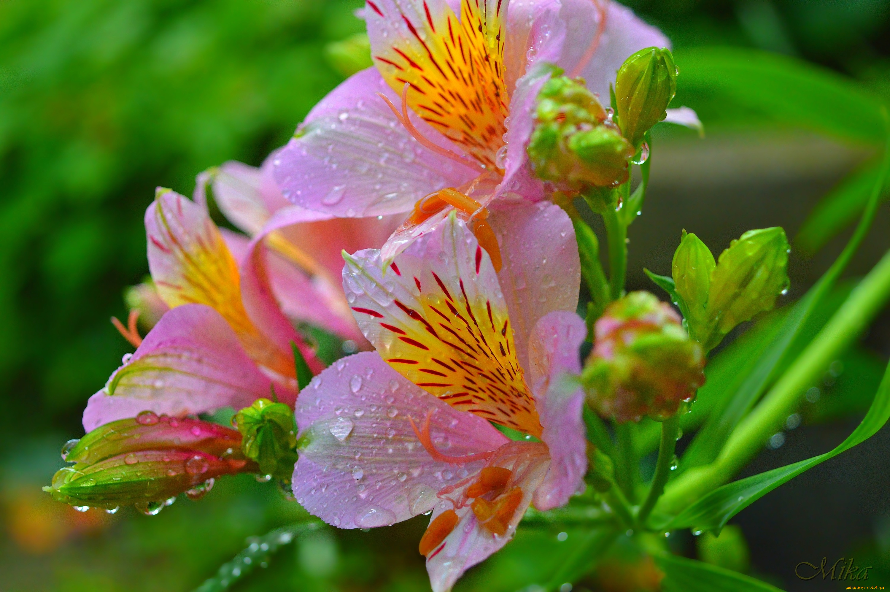 цветы, альстромерия, капли