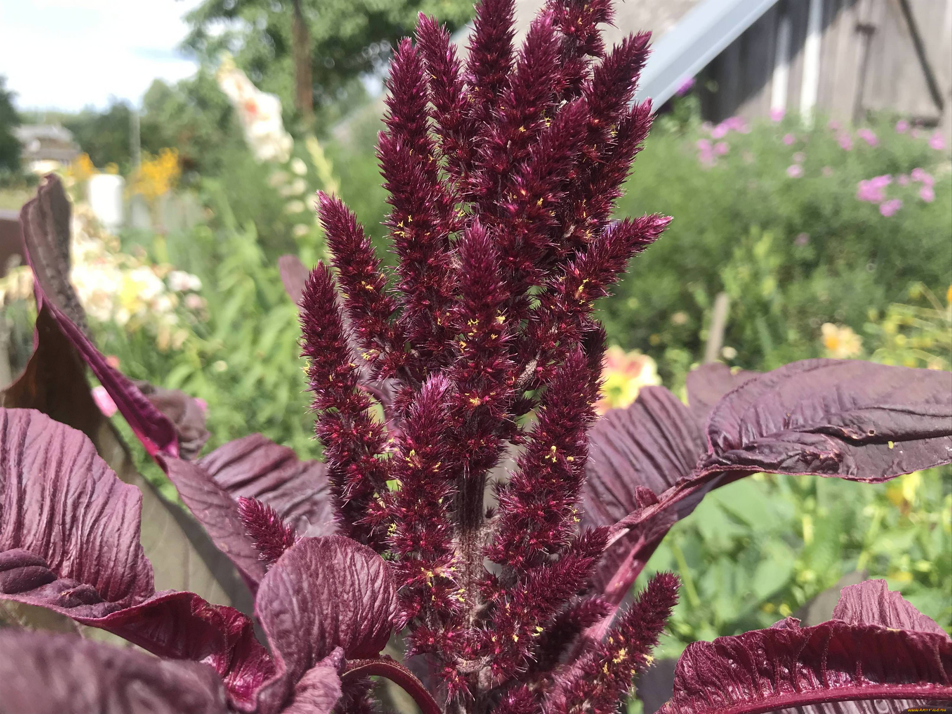 амарант, цветы, амаранты, растение