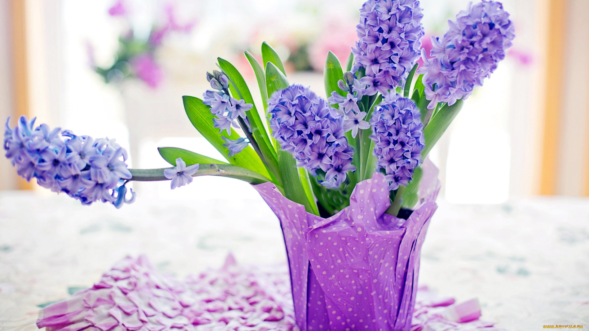 цветы, гиацинты, синий