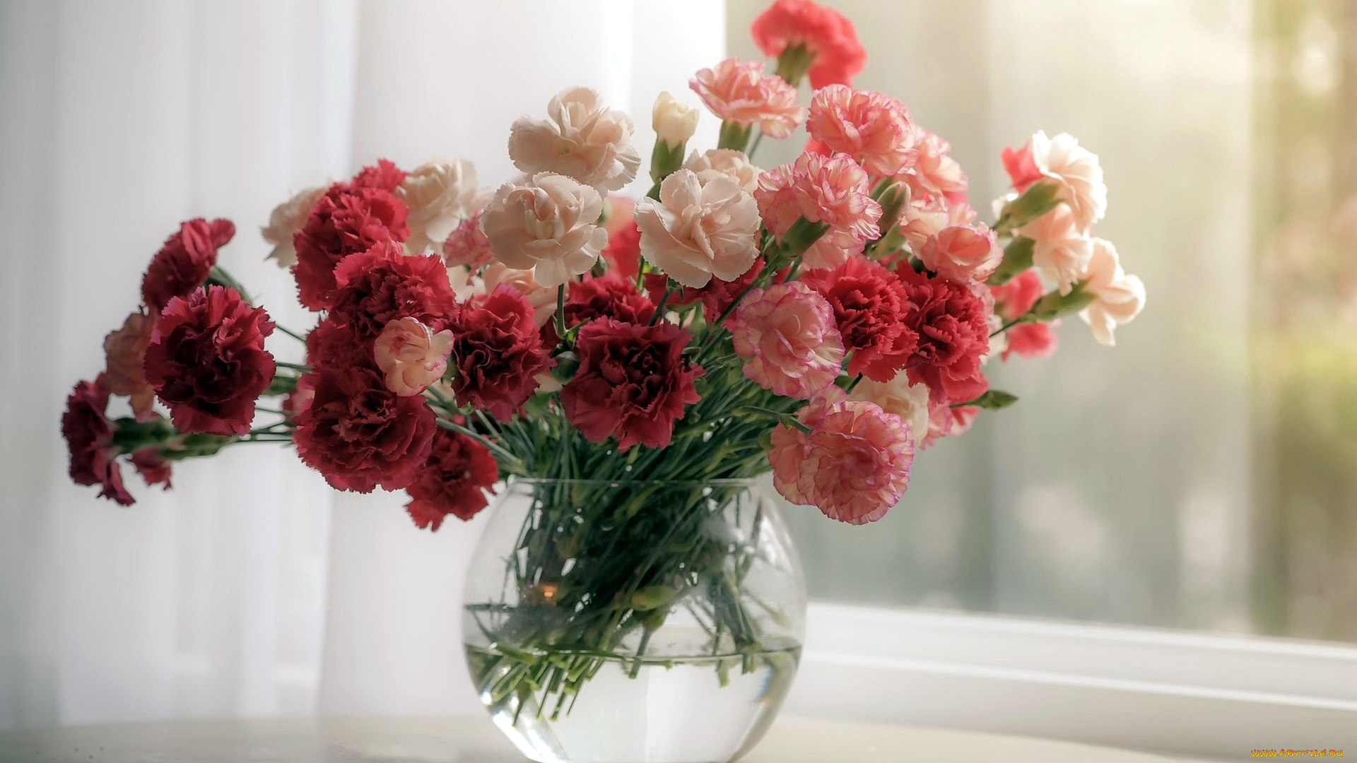 цветы, гвоздики, букет