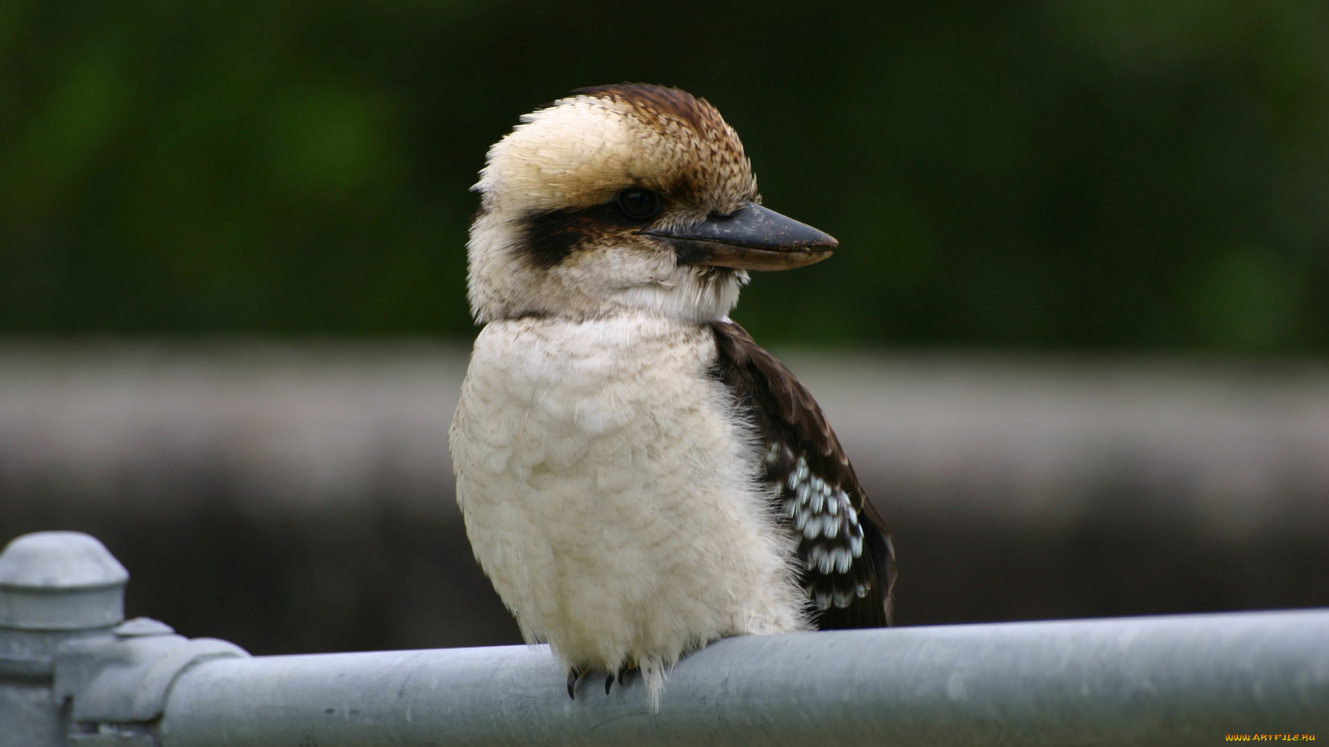 kookaburra, животные, зимородки, птица, зимородковые, ракшеобразные, хордовые, австралия