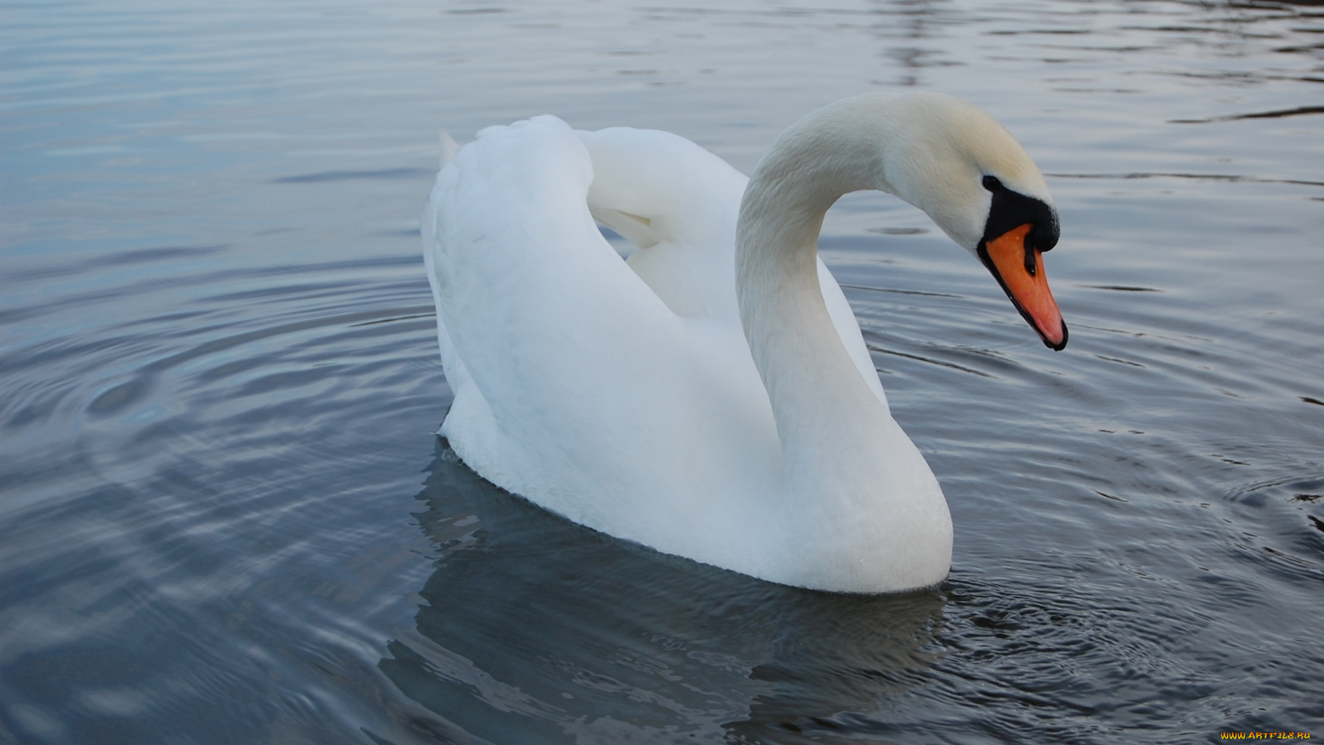 лебедь, животные, лебеди, птица, вода
