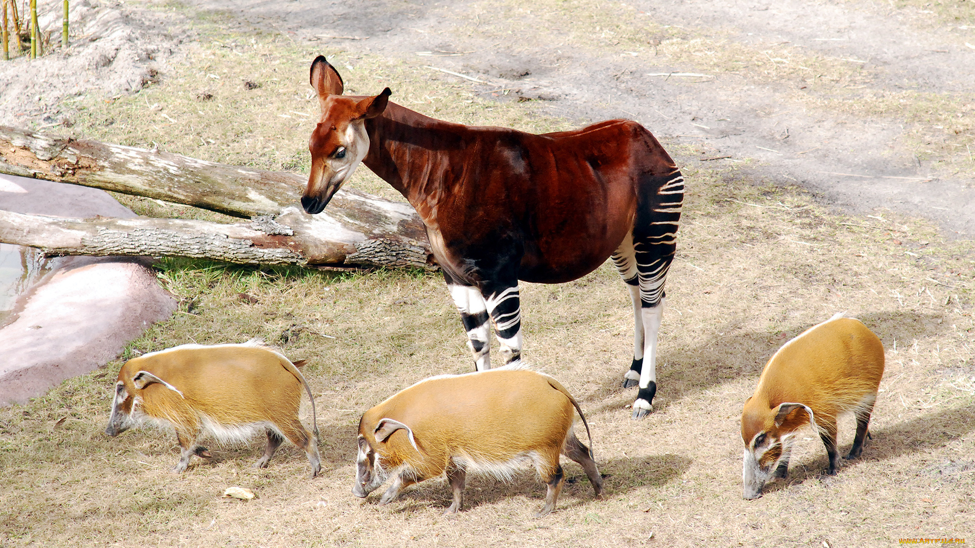 okapia, johnstoni, животные, разные, вместе, okapia, johnston, johnstoni, животное, млекопитающее, жирафы, окапи, джонстона, парнокопытные, хордовые, жирафовые, африка