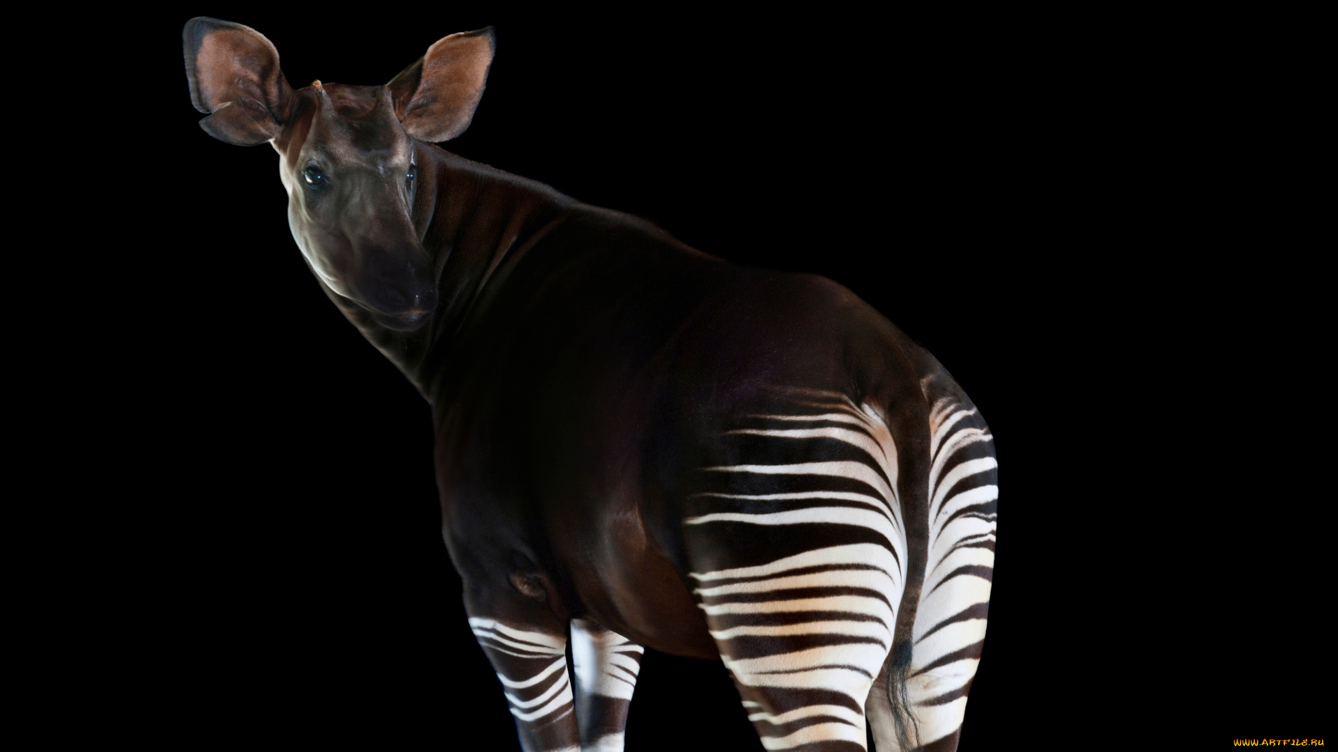 okapia, johnstoni, животные, жирафы, okapia, johnston, johnstoni, животное, млекопитающее, окапи, джонстона, парнокопытные, хордовые, жирафовые, африка