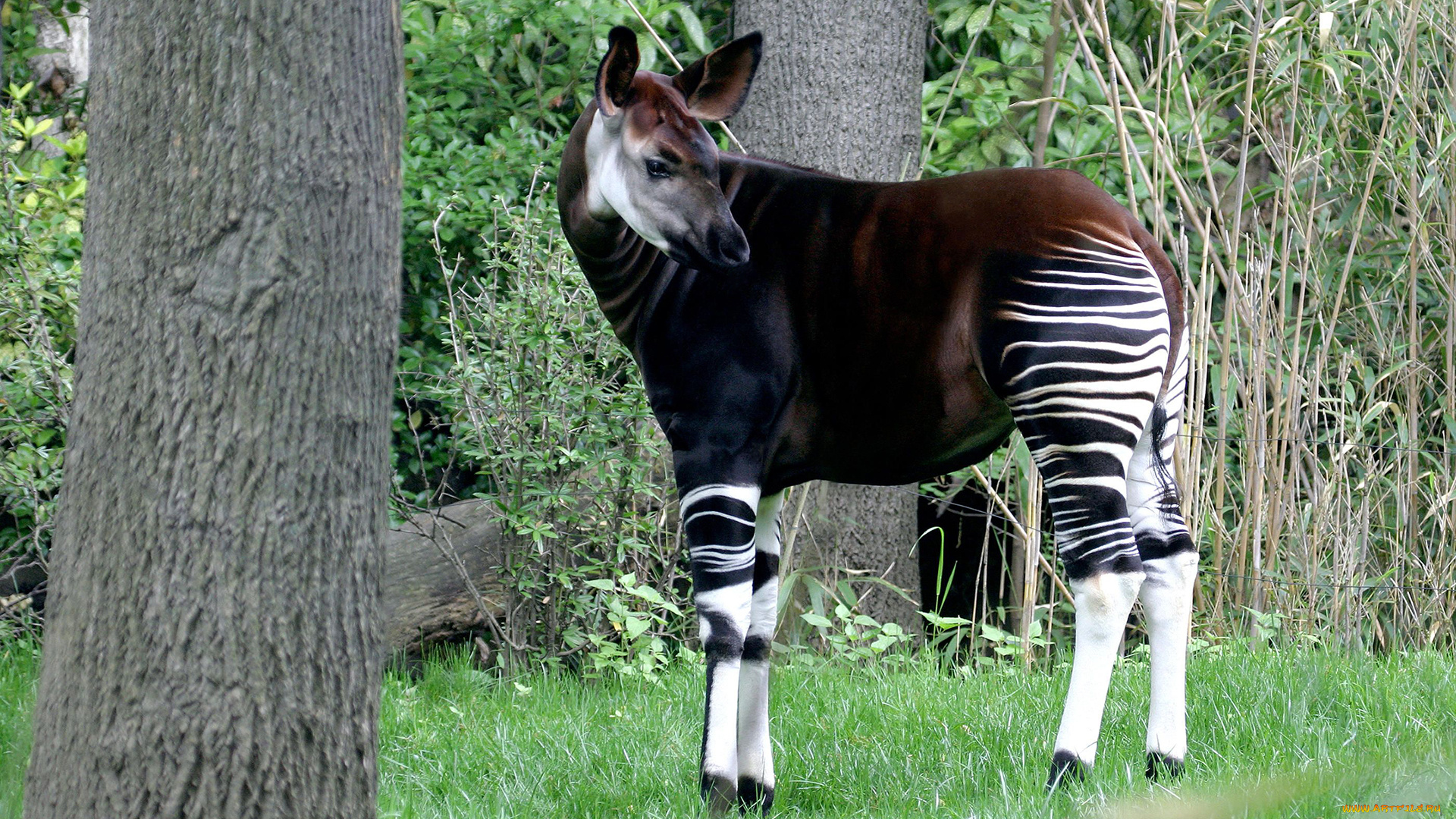 okapia, johnstoni, животные, жирафы, okapia, johnston, johnstoni, животное, млекопитающее, окапи, джонстона, парнокопытные, хордовые, жирафовые, африка