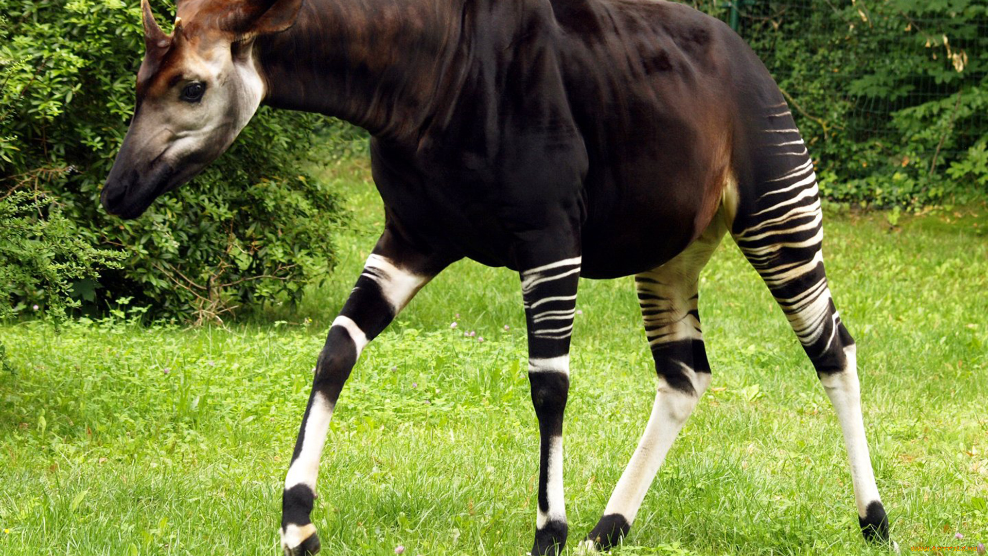 okapia, johnstoni, животные, жирафы, okapia, johnston, johnstoni, животное, млекопитающее, окапи, джонстона, парнокопытные, хордовые, жирафовые, африка