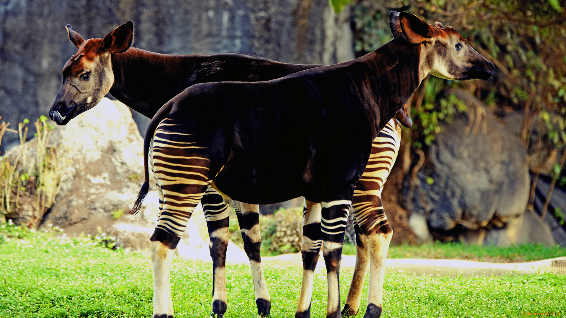 okapia, johnstoni, животные, жирафы, okapia, johnston, johnstoni, животное, млекопитающее, окапи, джонстона, парнокопытные, хордовые, жирафовые, африка