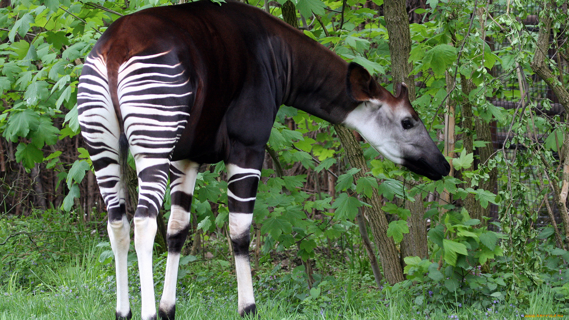 okapia, johnstoni, животные, жирафы, okapia, johnston, johnstoni, животное, млекопитающее, окапи, джонстона, парнокопытные, хордовые, жирафовые, африка