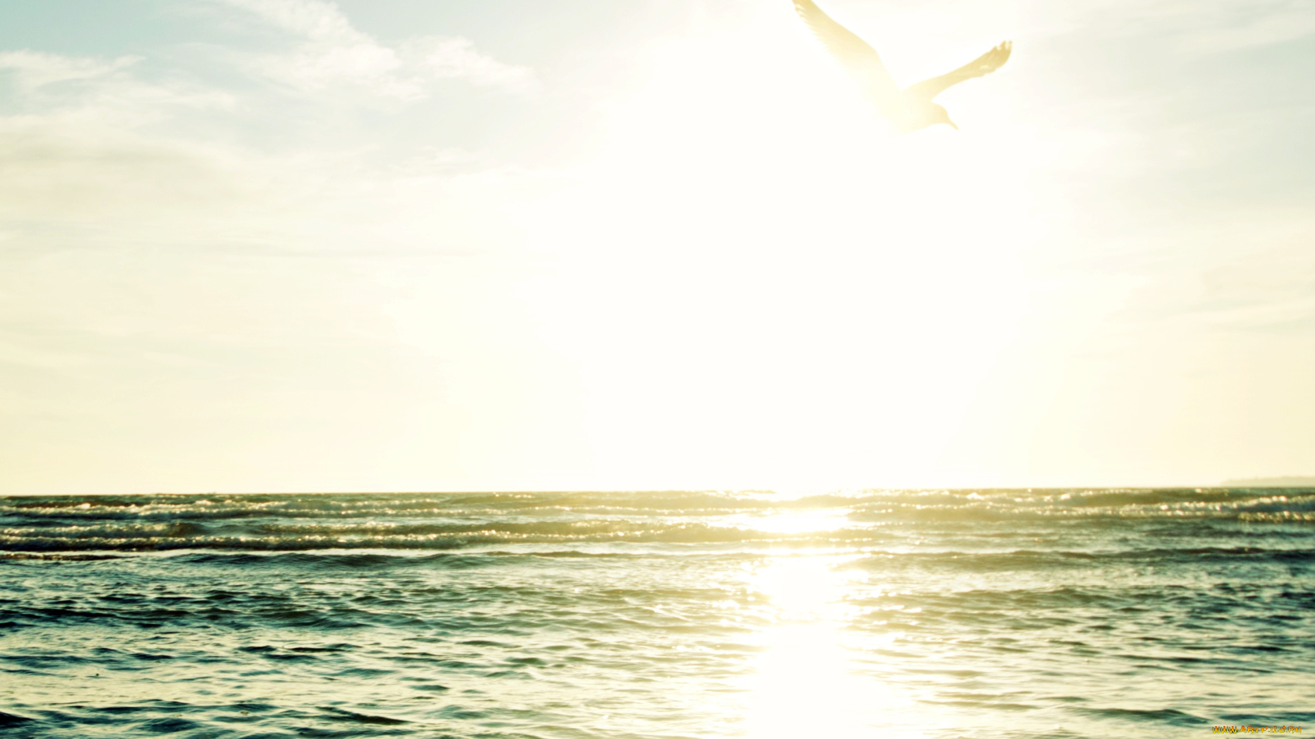 природа, восходы, закаты, чайка, море, птица