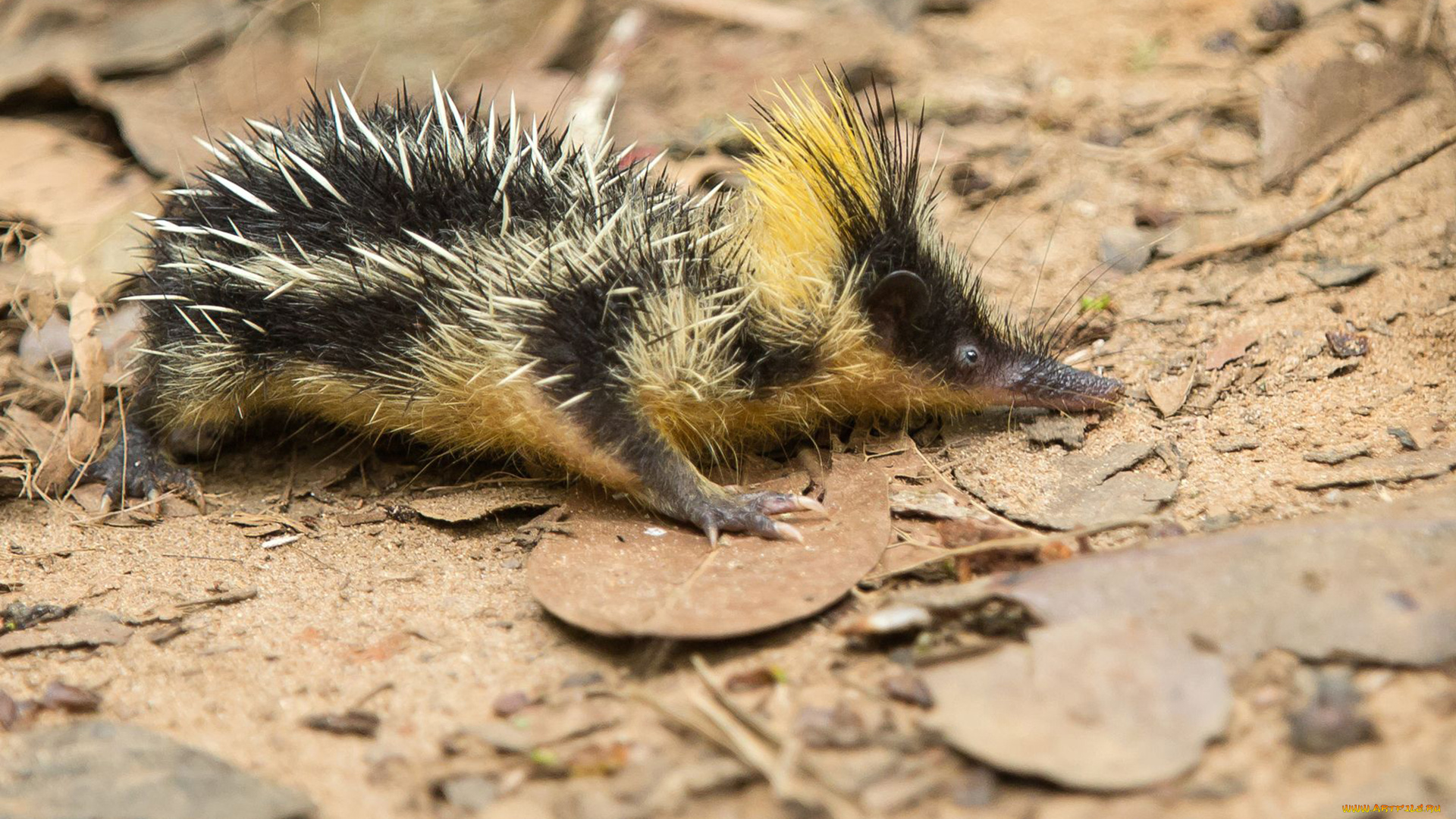 tenrec, madagascar, животные, тенреки, tenrec, madagascar, тенрек, афросорициды, хордовые, млекопитающие, колючки