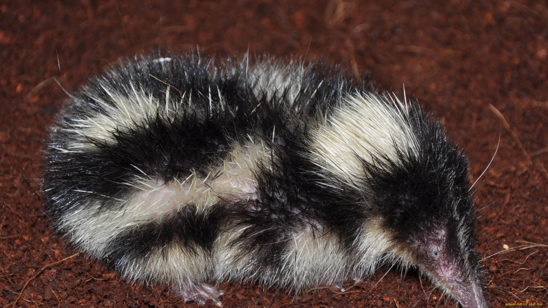 tenrec, madagascar, животные, тенреки, tenrec, madagascar, тенрек, афросорициды, хордовые, млекопитающие, колючки