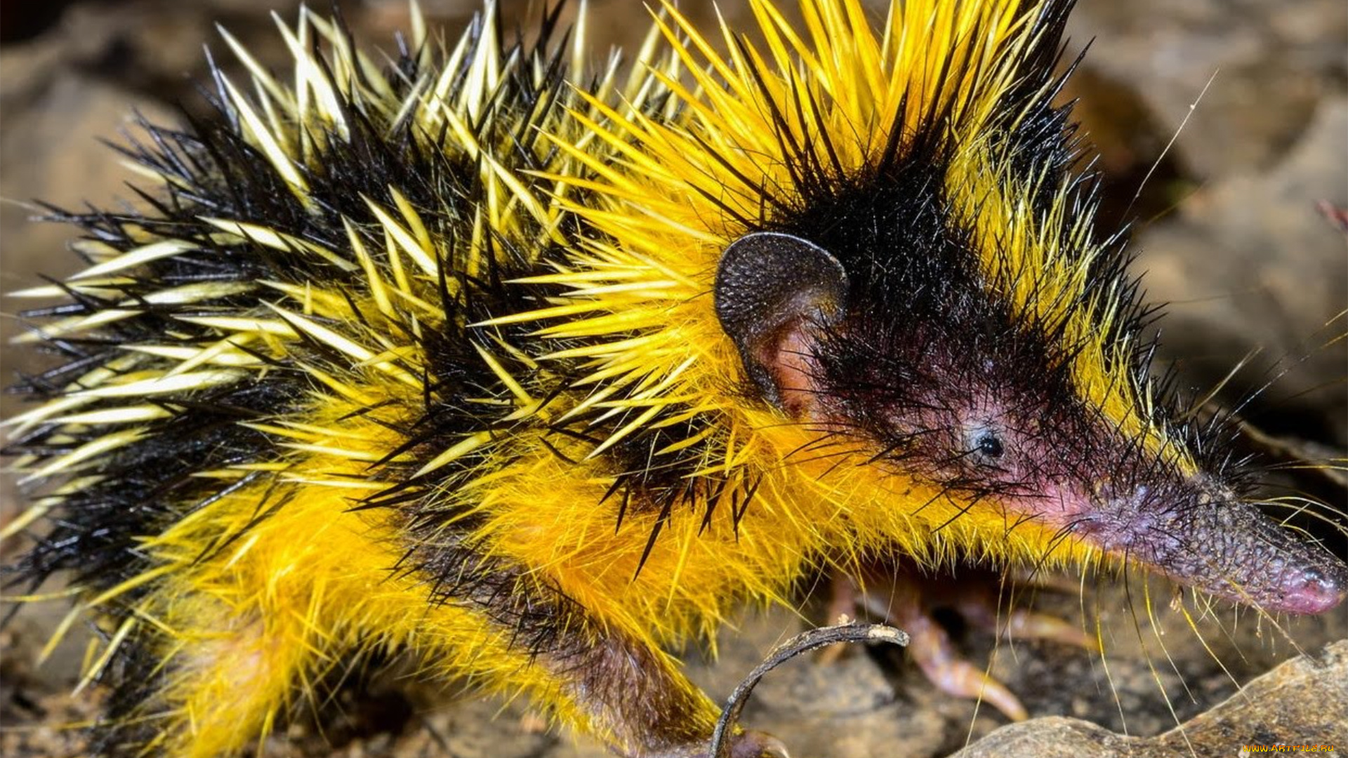 tenrec, madagascar, животные, тенреки, tenrec, madagascar, тенрек, афросорициды, хордовые, млекопитающие, колючки