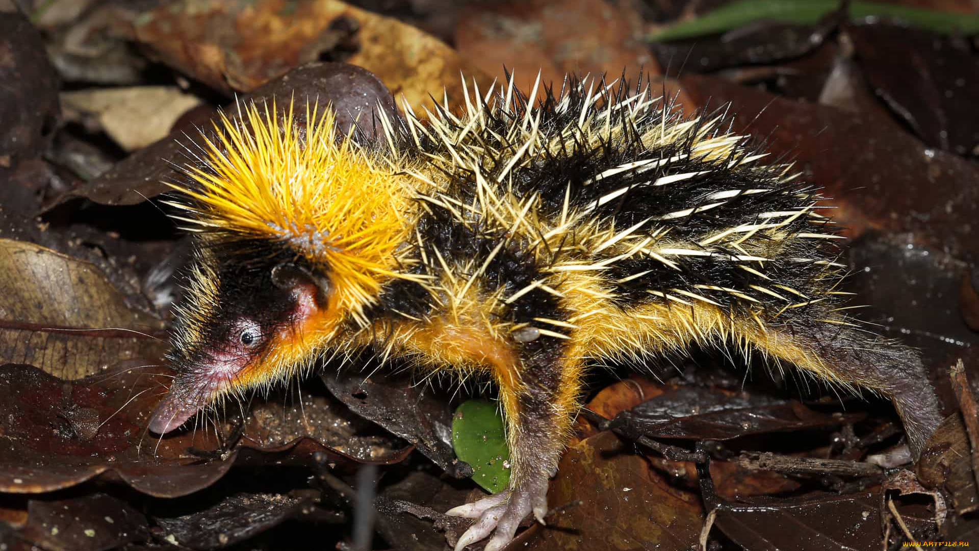 tenrec, madagascar, животные, тенреки, tenrec, madagascar, тенрек, афросорициды, хордовые, млекопитающие, колючки