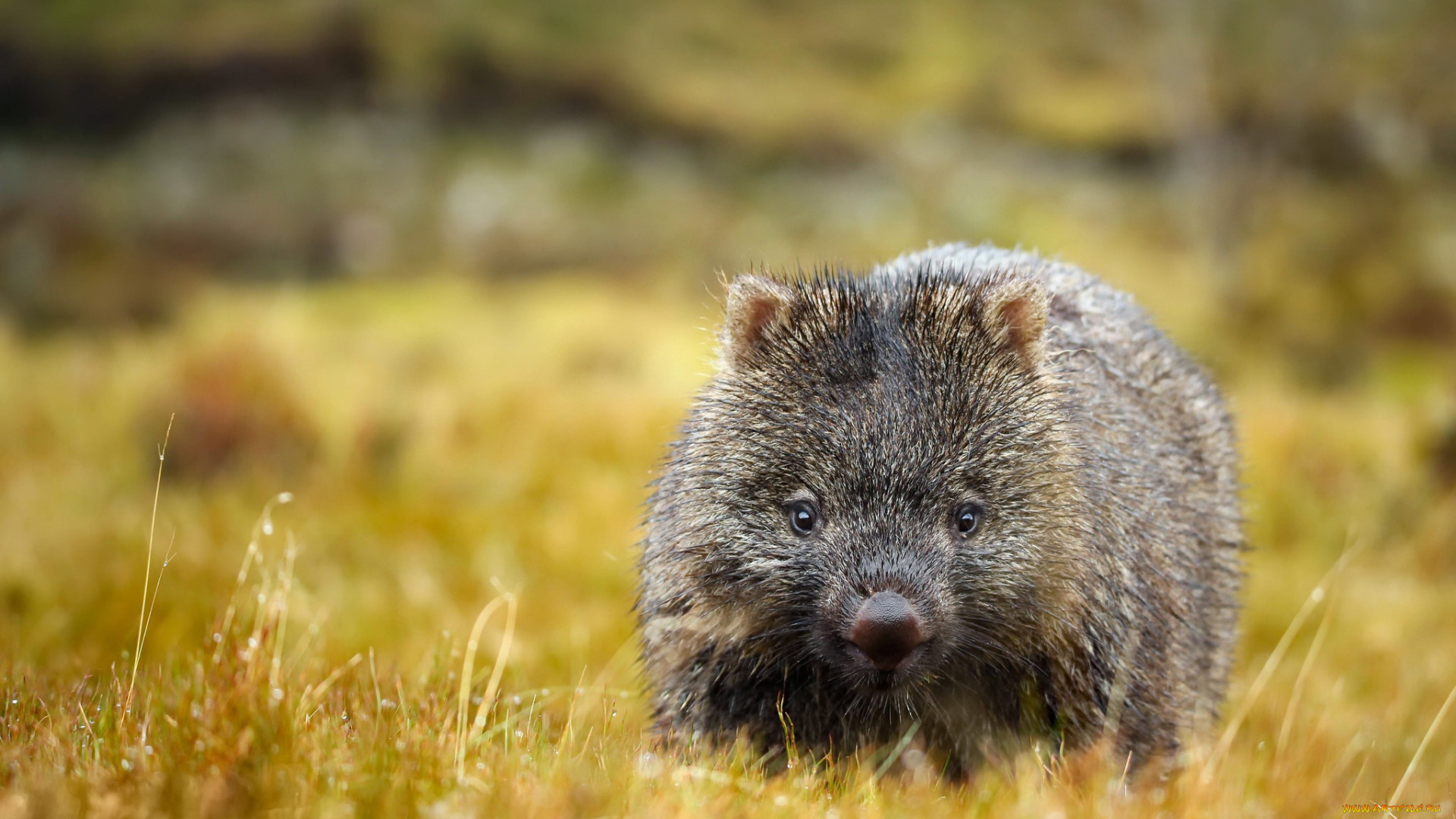 вомбат, животные, вомбаты, австралия, хордовые, млекопитающие, сумчатые, двурезцовые, вомбатовые