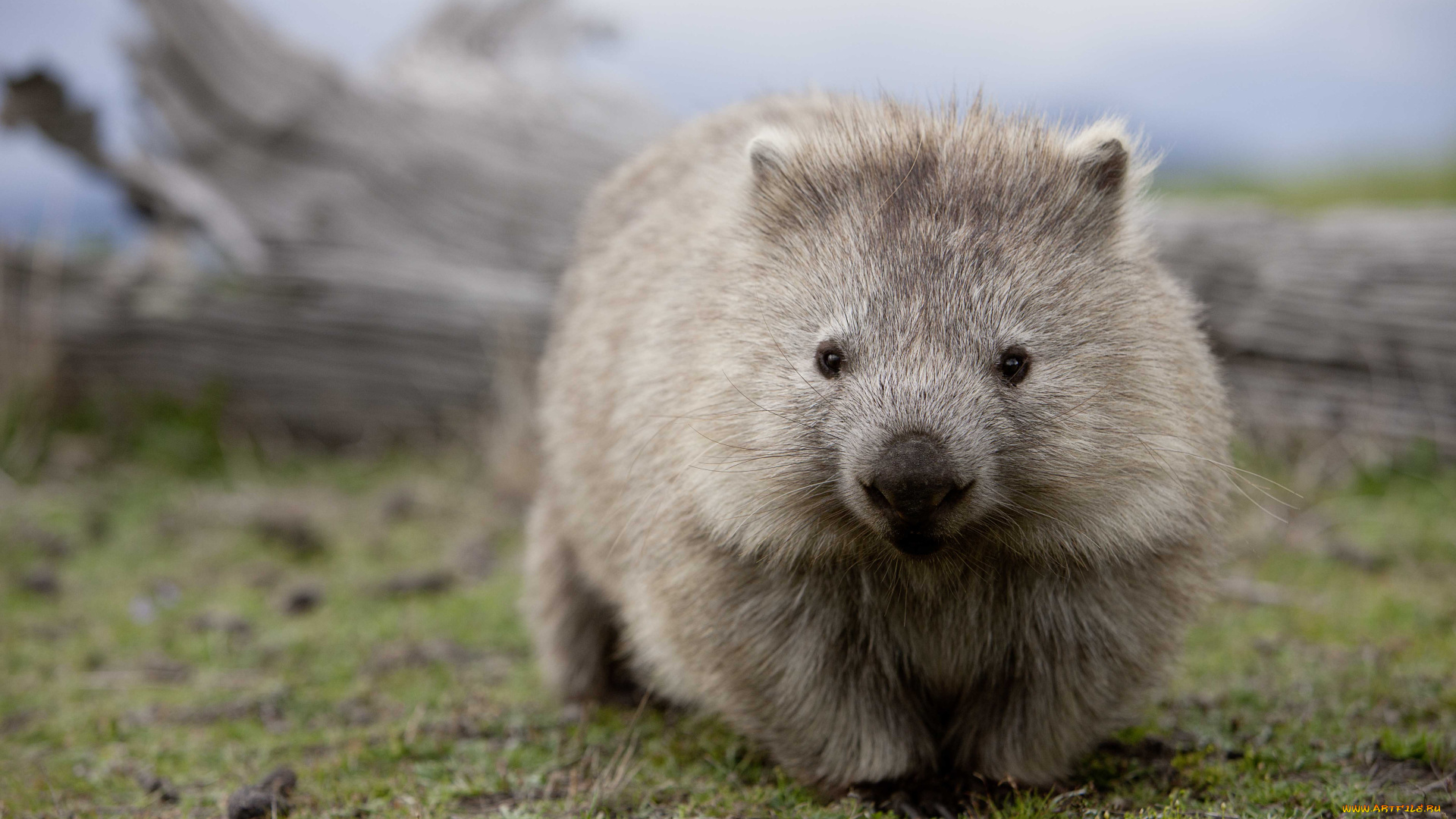 вомбат, животные, вомбаты, австралия, хордовые, млекопитающие, сумчатые, двурезцовые, вомбатовые