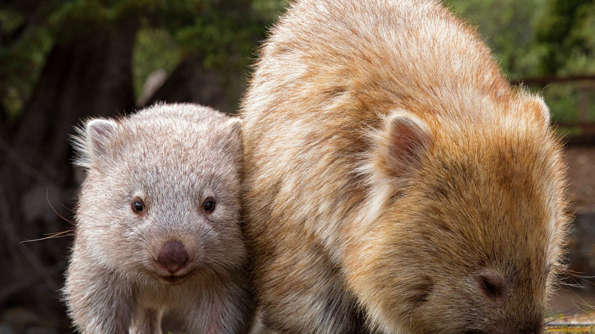 вомбаты, животные, хордовые, млекопитающие, сумчатые, двурезцовые, вомбатовые, детёныш, вомбат, австралия