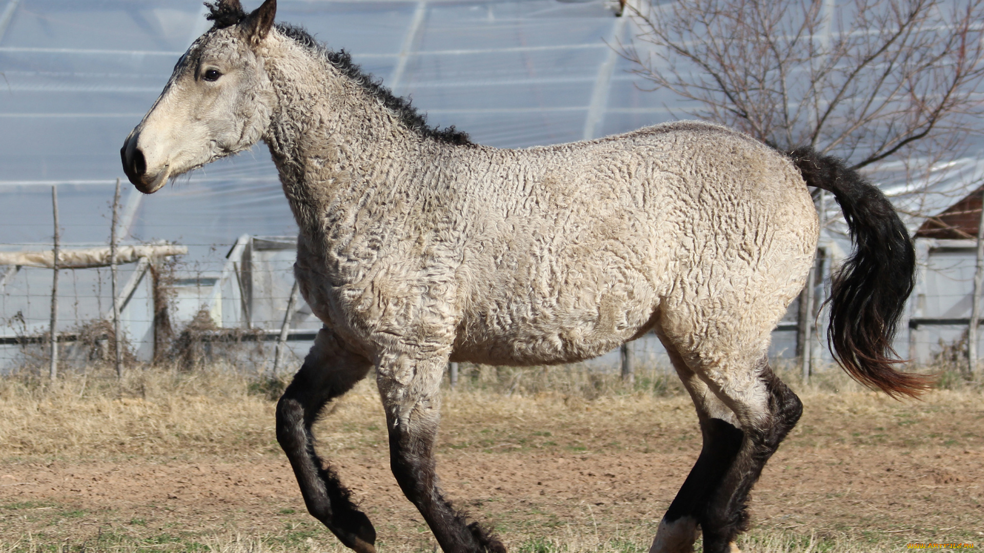 забайкальская, кучерявая, животные, лошади, забайкальская, кучерявая, лошадь, конь, жеребец, кобыла, млекопитающие, непарнокопытные, грива