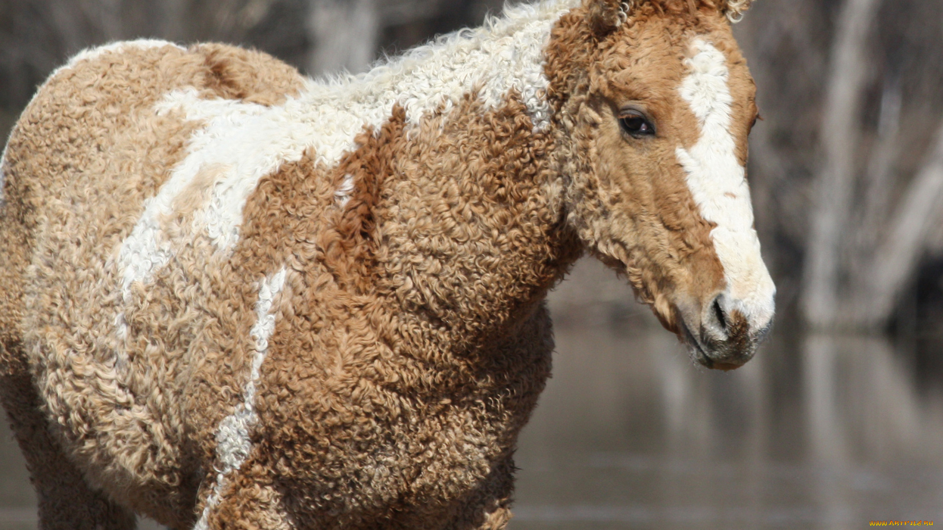 забайкальская, кучерявая, животные, лошади, забайкальская, кучерявая, лошадь, конь, жеребец, кобыла, млекопитающие, непарнокопытные, грива
