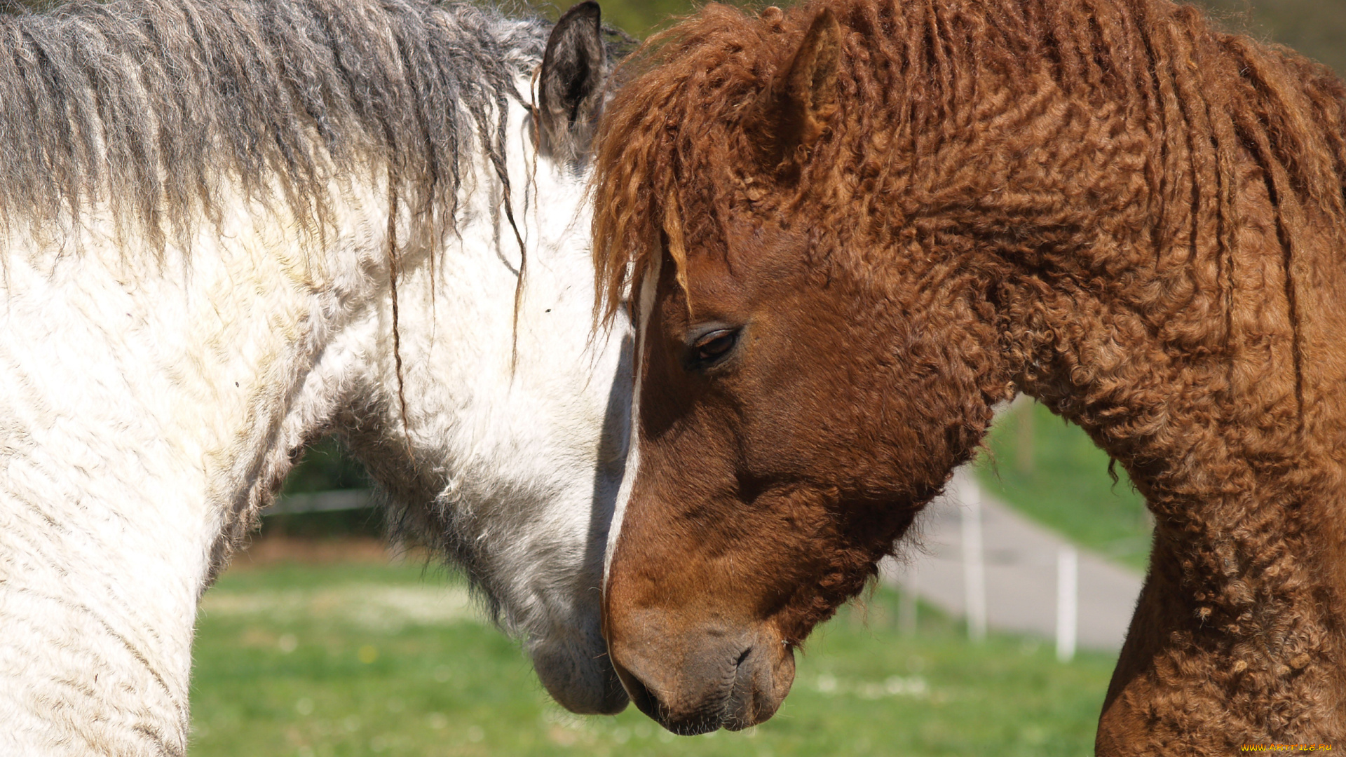 забайкальская, кучерявая, животные, лошади, забайкальская, кучерявая, лошадь, конь, жеребец, кобыла, млекопитающие, непарнокопытные, грива