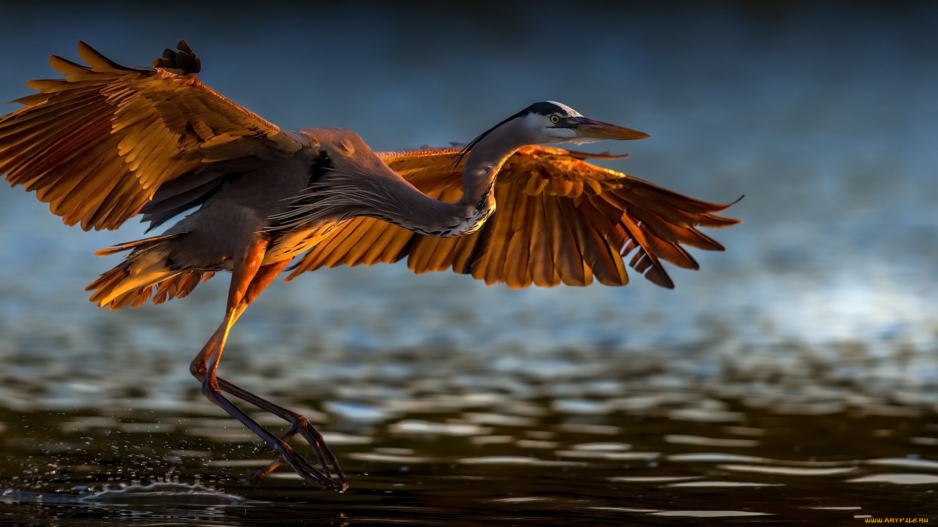 животные, цапли, , выпи, ardeidae, дикие, птицы, озёра, птичий, взлет, heron, дикая, природа