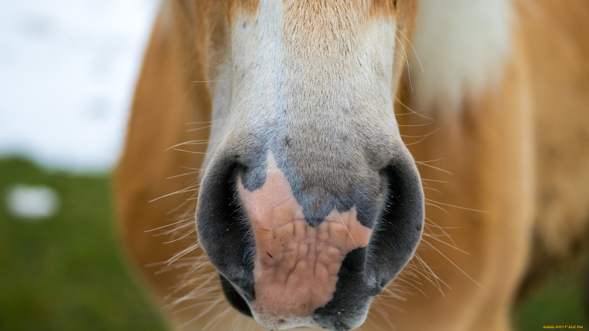 животные, лошади, рыжая, морда, лошадь