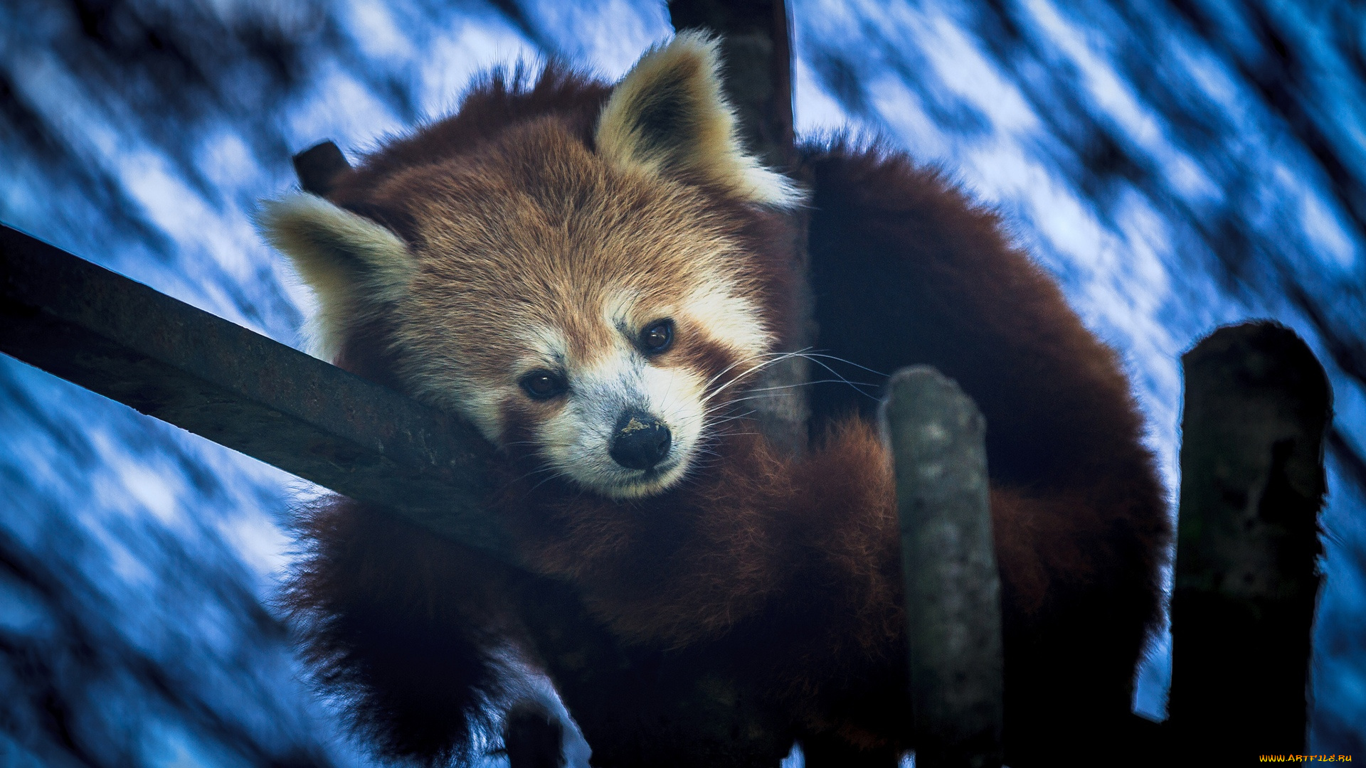 животные, панды, малая, панда