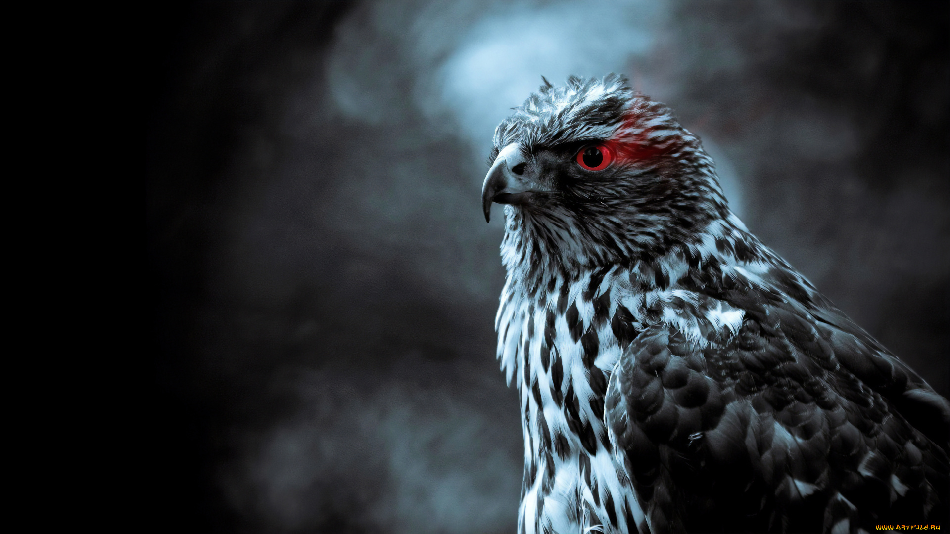 животные, птицы, -, хищники, орел, птица, клюв, красный, глаз, хищник