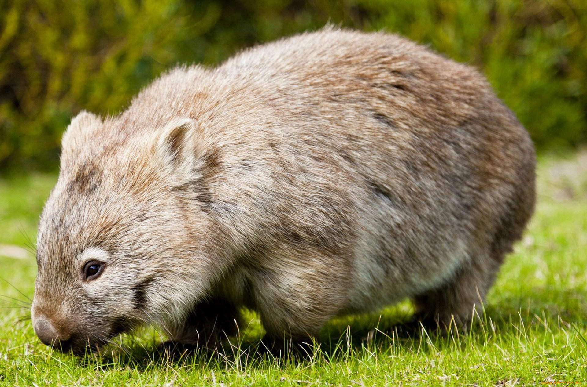 вомбат, животные, вомбаты, сумчатые, двурезцовые, вомбатовые, австралия, хордовые, млекопитающие