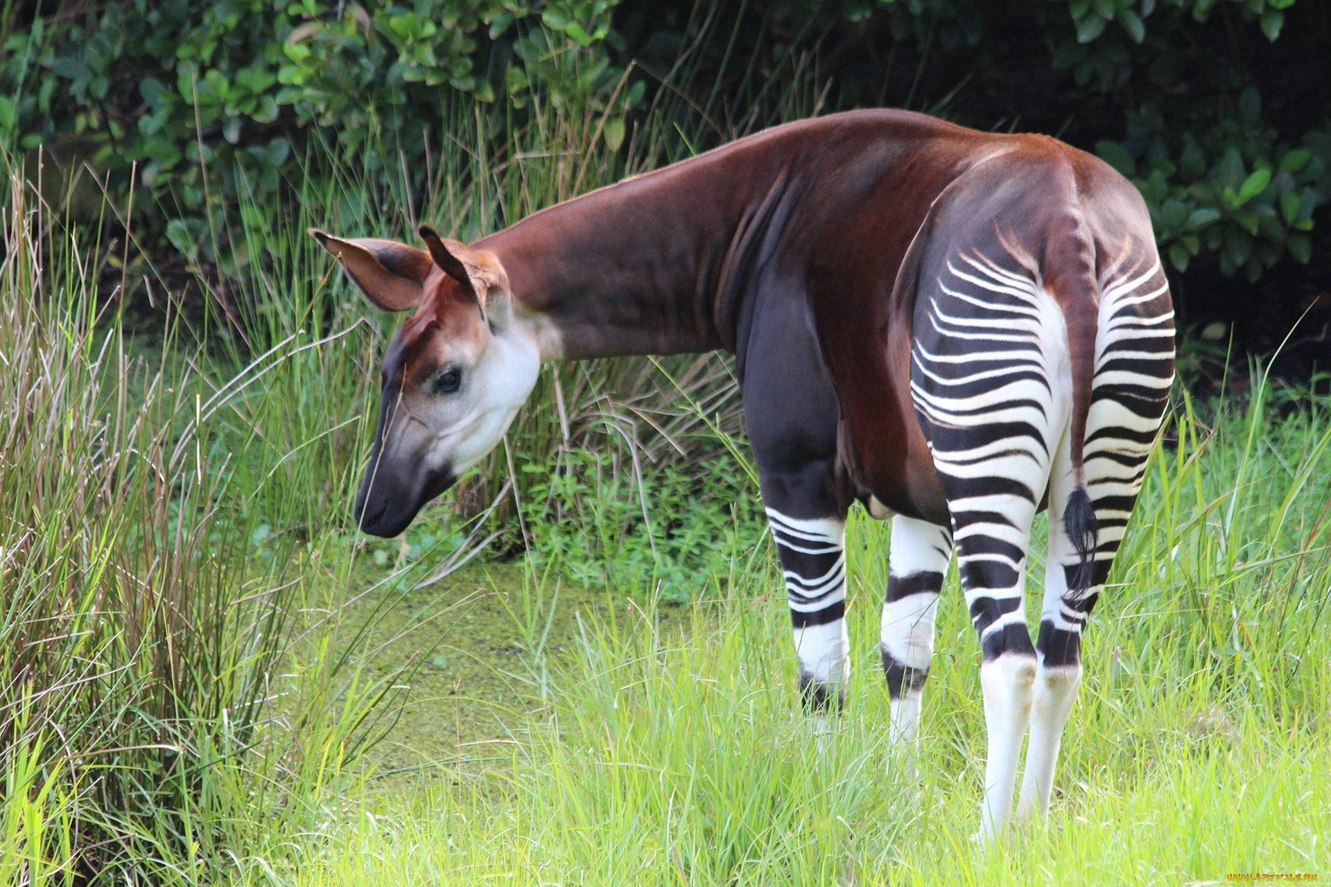 okapia, johnstoni, животные, жирафы, okapia, johnston, johnstoni, животное, млекопитающее, окапи, джонстона, парнокопытные, хордовые, жирафовые, африка