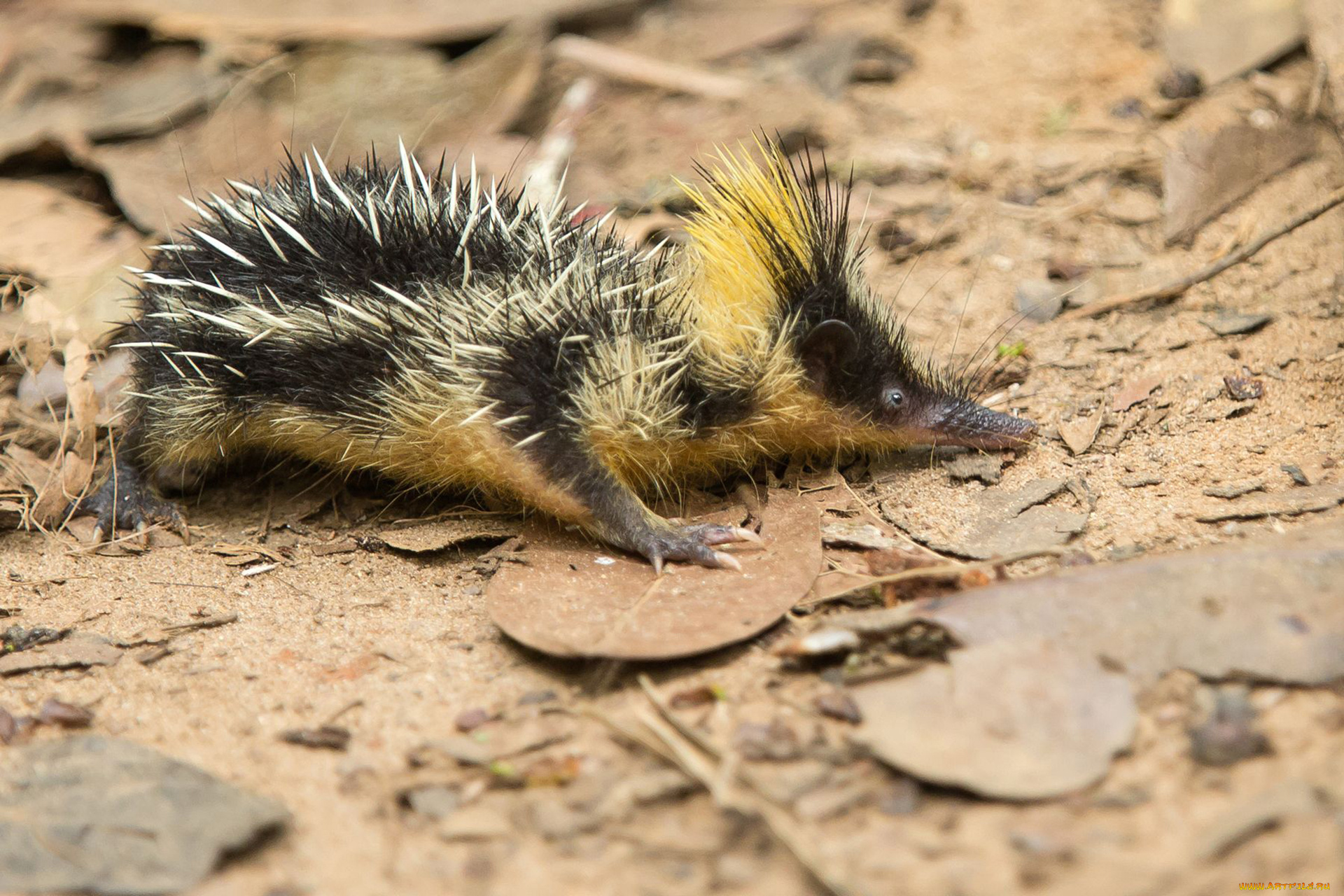 tenrec, madagascar, животные, тенреки, tenrec, madagascar, тенрек, афросорициды, хордовые, млекопитающие, колючки