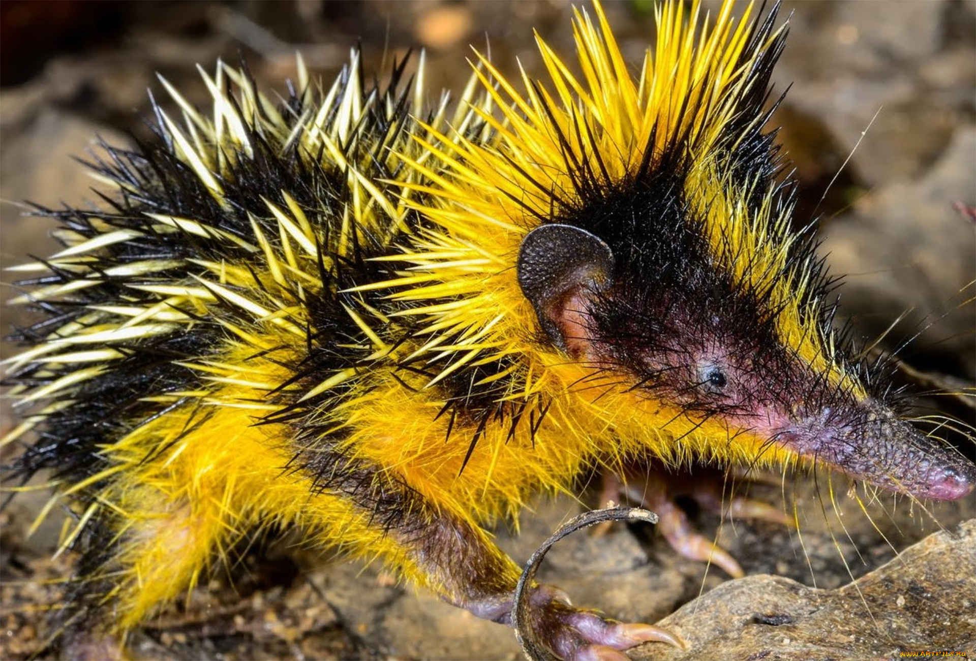 tenrec, madagascar, животные, тенреки, tenrec, madagascar, тенрек, афросорициды, хордовые, млекопитающие, колючки
