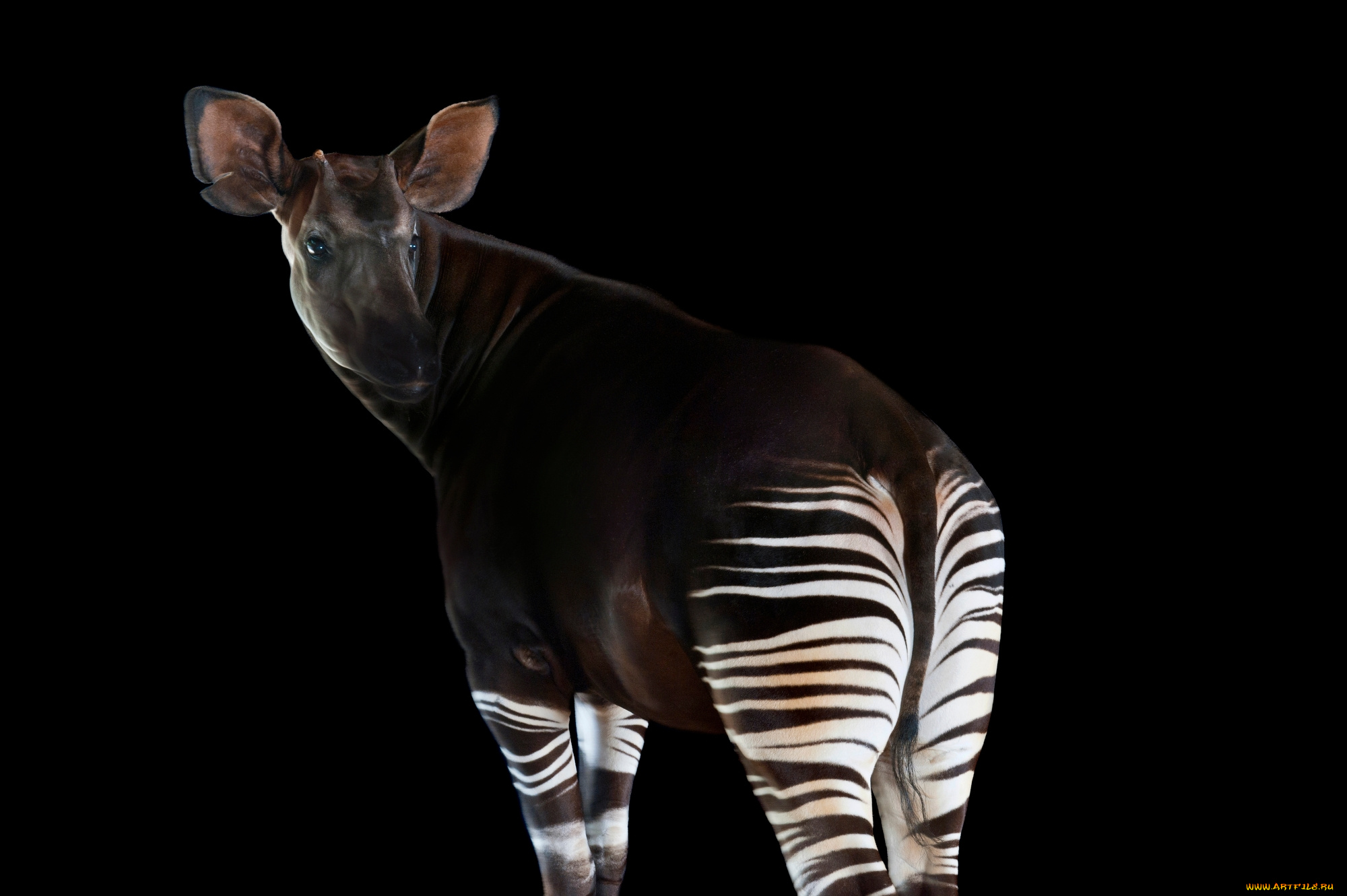 okapia, johnstoni, животные, жирафы, okapia, johnston, johnstoni, животное, млекопитающее, окапи, джонстона, парнокопытные, хордовые, жирафовые, африка