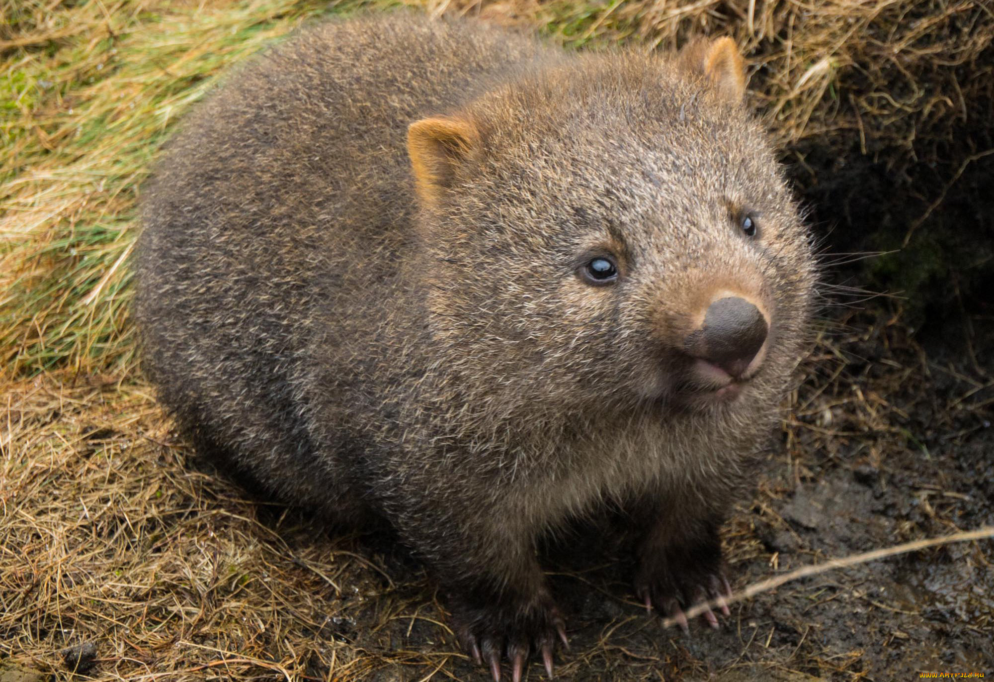 вомбат, животные, вомбаты, сумчатые, двурезцовые, вомбатовые, австралия, хордовые, млекопитающие
