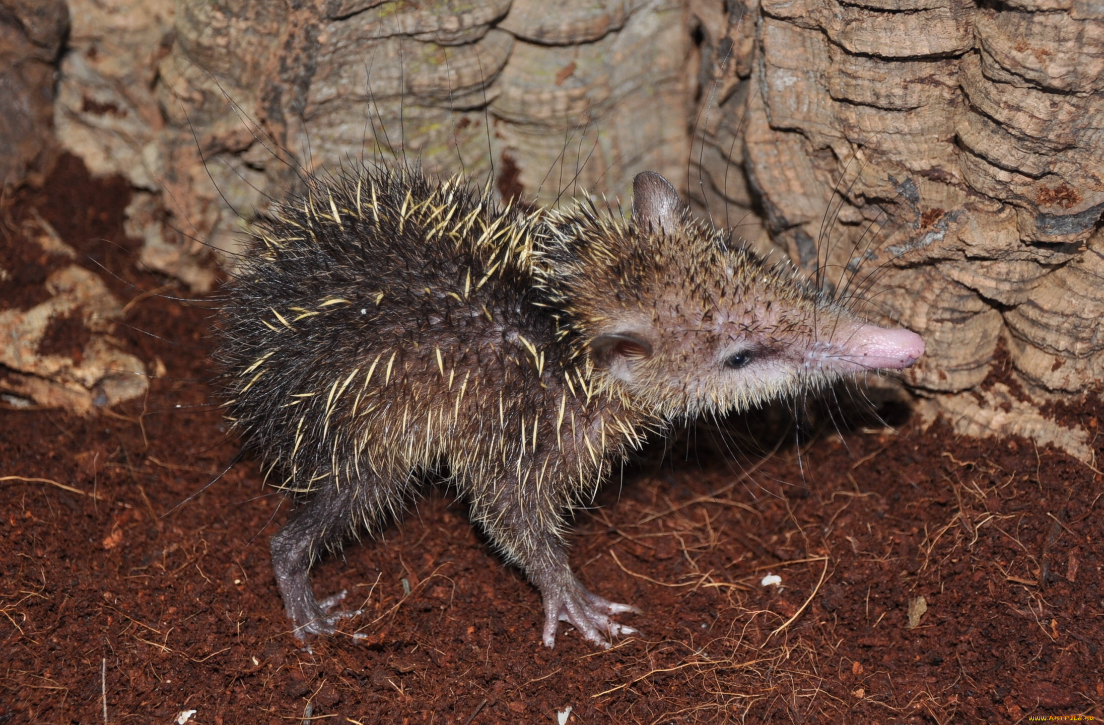 tenrec, madagascar, животные, , , tenrec, madagascar, тенрек, афросорициды, хордовые, млекопитающие, колючки